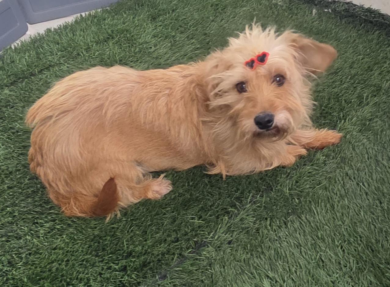 Sally, an adopted Norfolk Terrier in Fallbrook, CA image 4/6