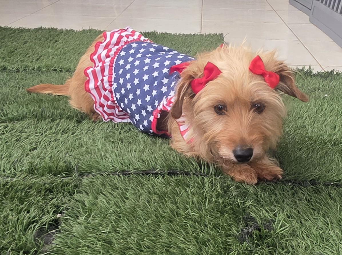 Sally, an adopted Norfolk Terrier in Fallbrook, CA image 2/6