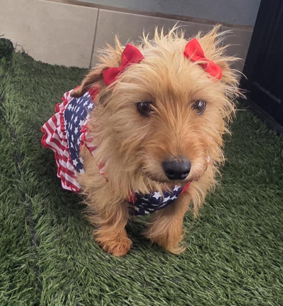 Sally, an adopted Norfolk Terrier in Fallbrook, CA image 3/6