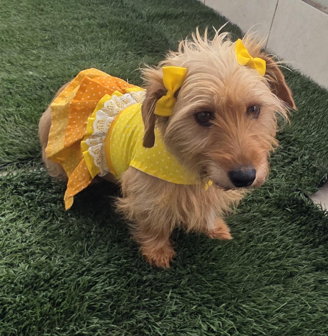 Sally, an adopted Norfolk Terrier in Fallbrook, CA image 6/6