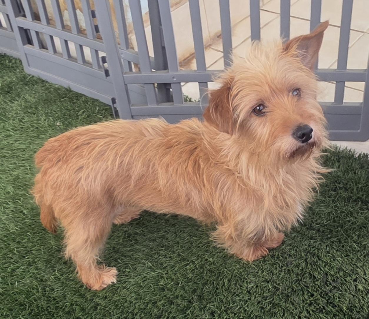 Sally, an adopted Norfolk Terrier in Fallbrook, CA image 5/6