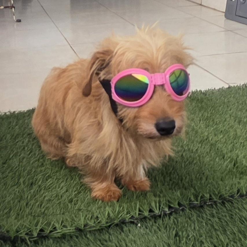 Sally, an adopted Norfolk Terrier in Fallbrook, CA image 1/6