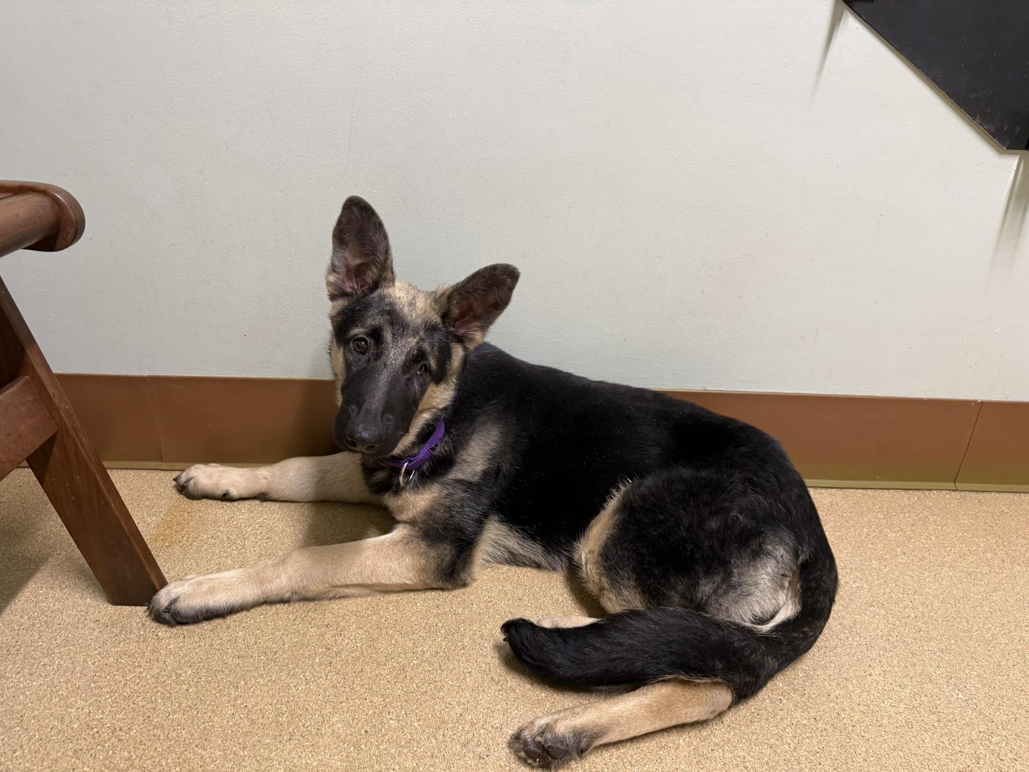 Heidi2, adopted, Puppy Female German Shepherd Dog.