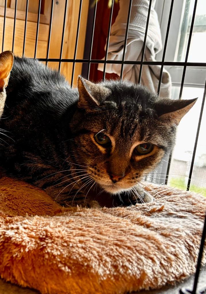 MAXON 12 Dean, Adoptable, Senior Male American Shorthair.