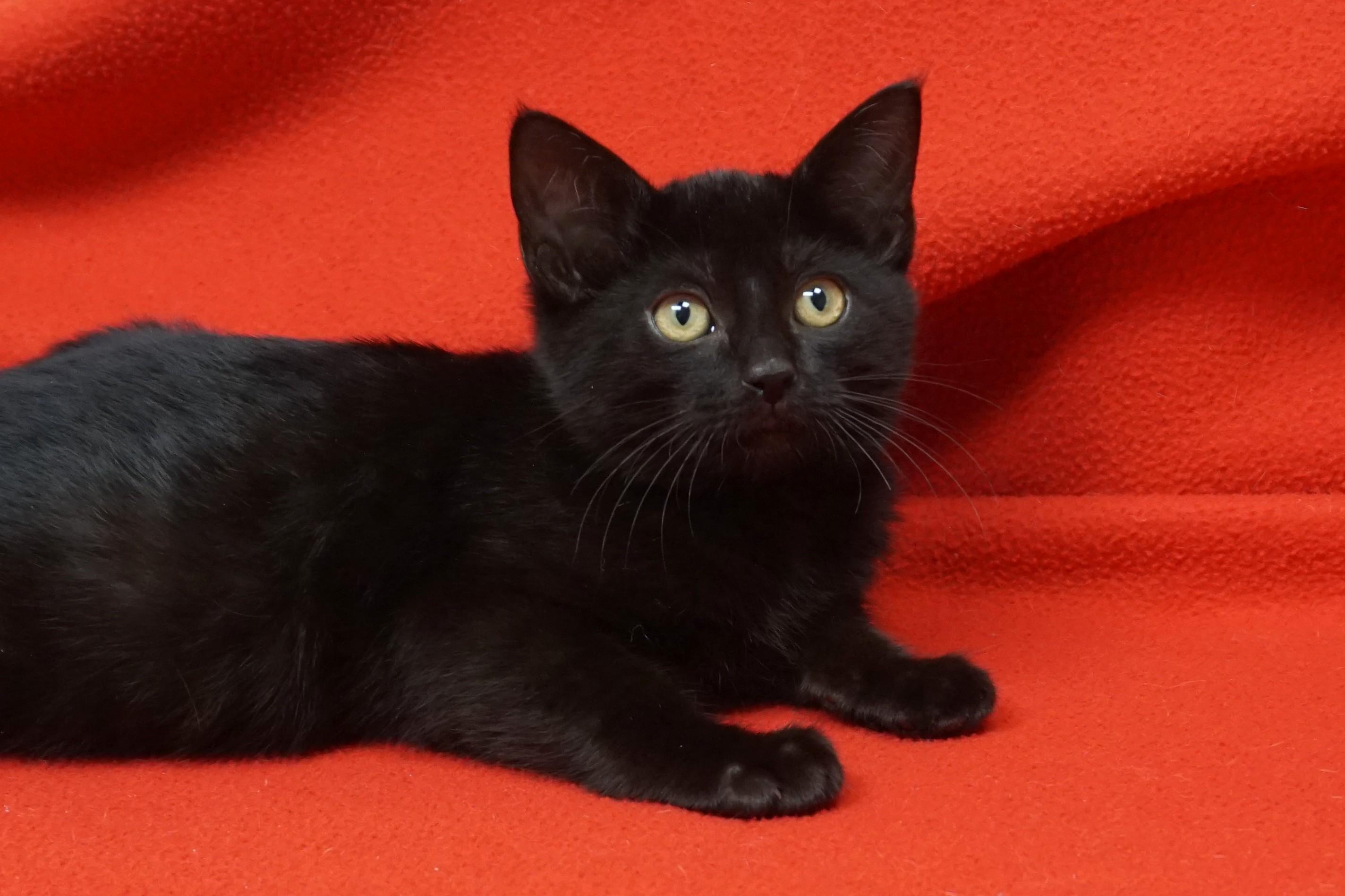 Kevin Heart, Adoptable, Kitten Male Domestic Short Hair.