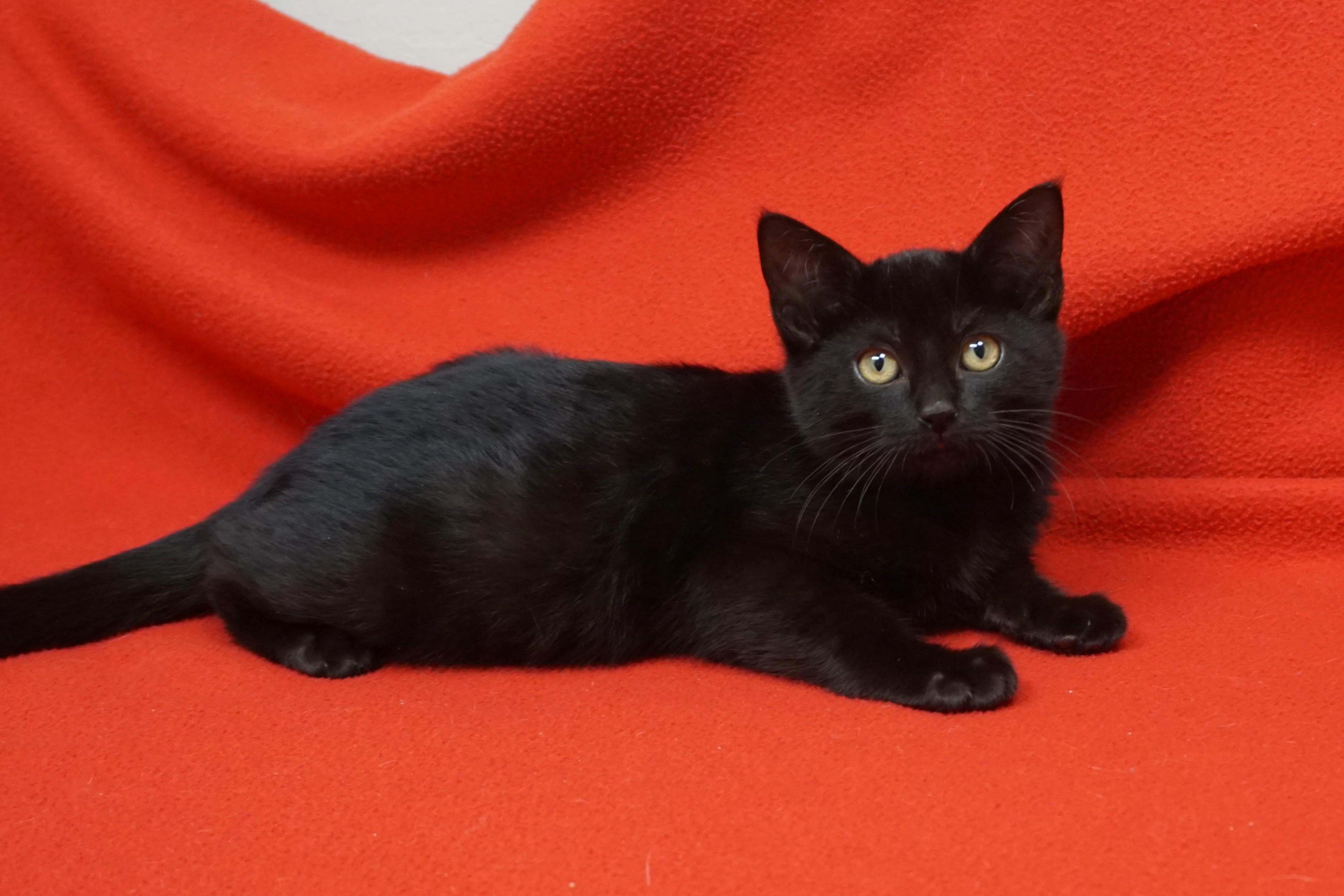 Kevin Heart, a Adoptable Domestic Short Hair in Fountain Hills, AZ image 2/4