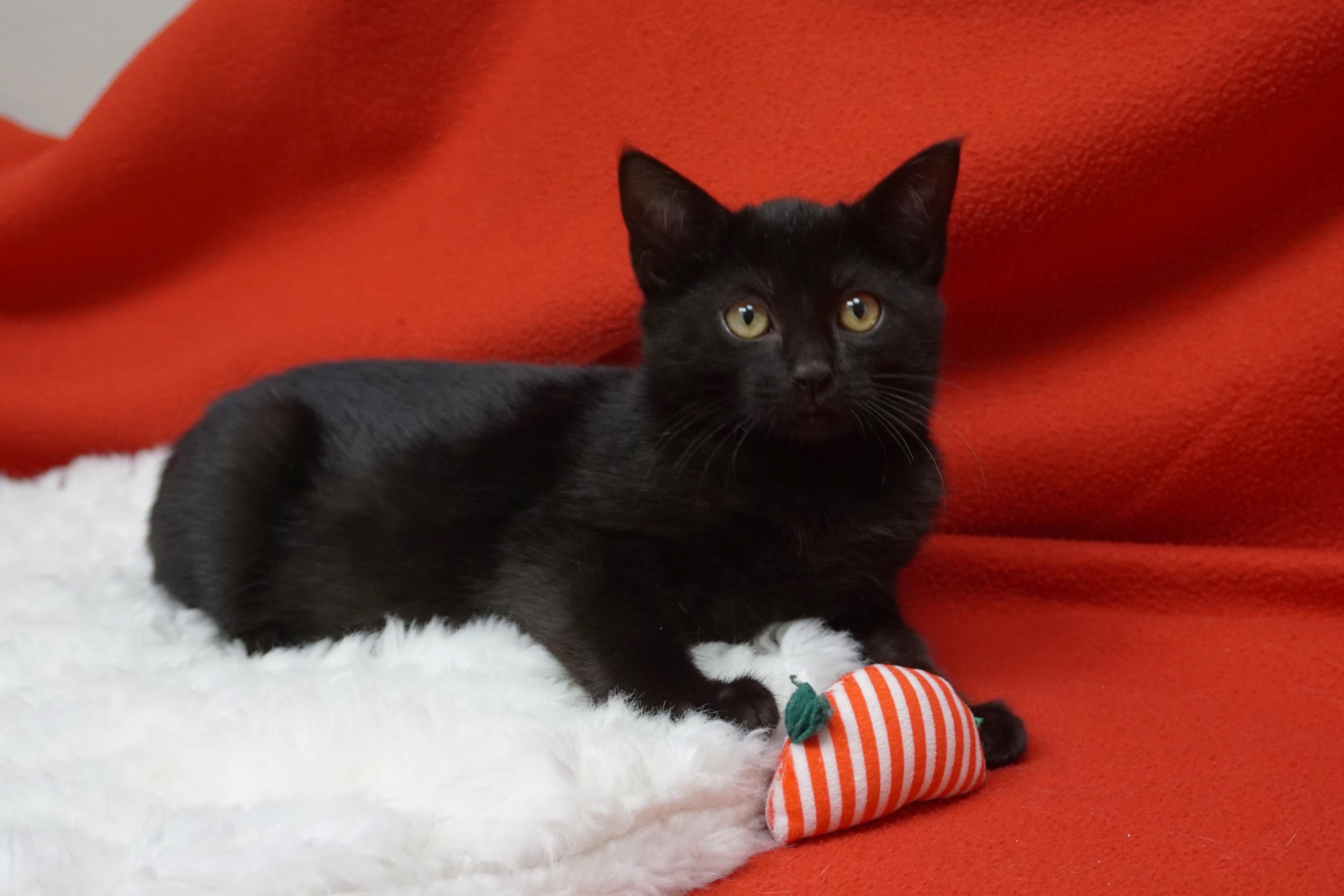 Kevin Heart, a Adoptable Domestic Short Hair in Fountain Hills, AZ image 3/4