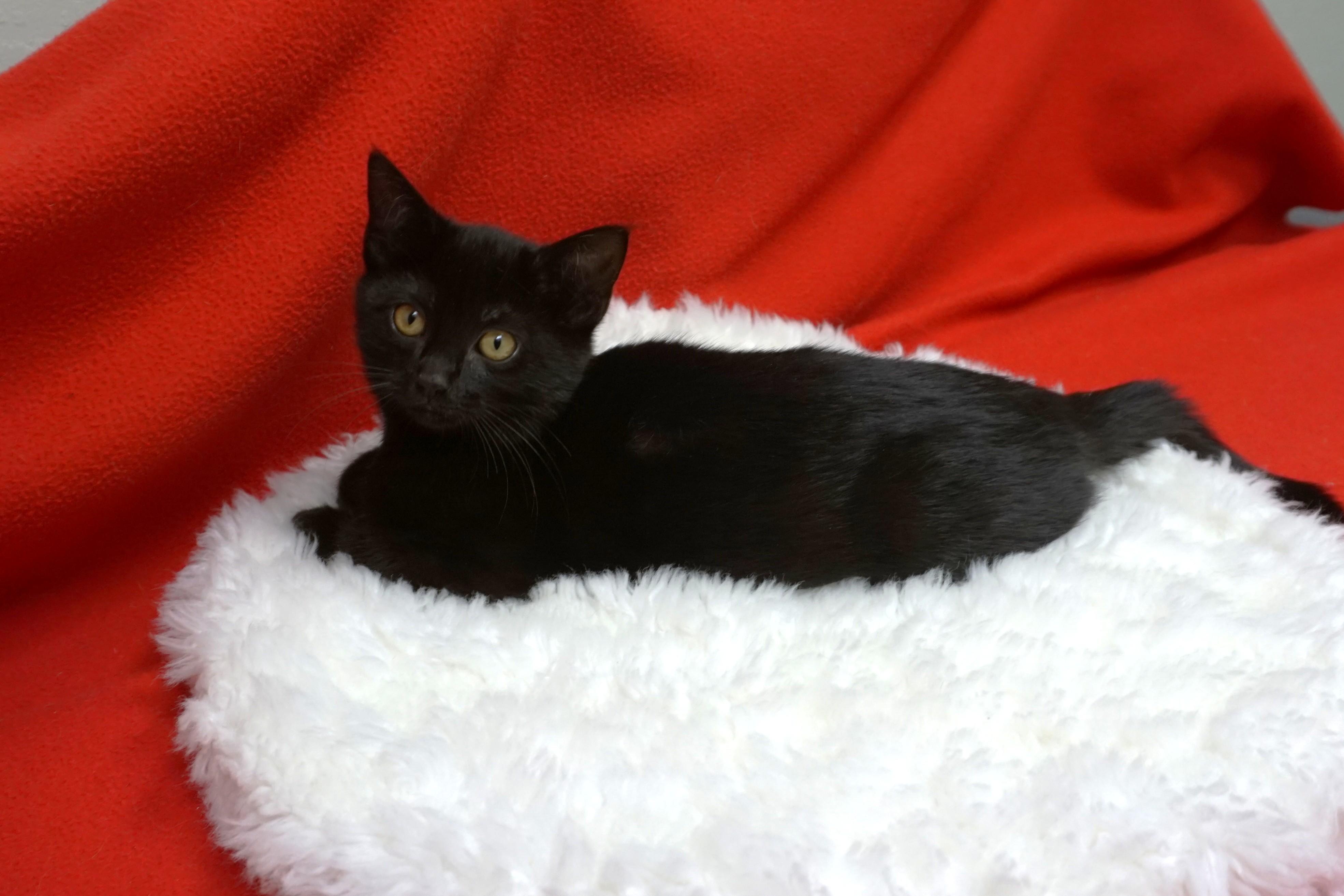 Kevin Heart, a Adoptable Domestic Short Hair in Fountain Hills, AZ image 4/4