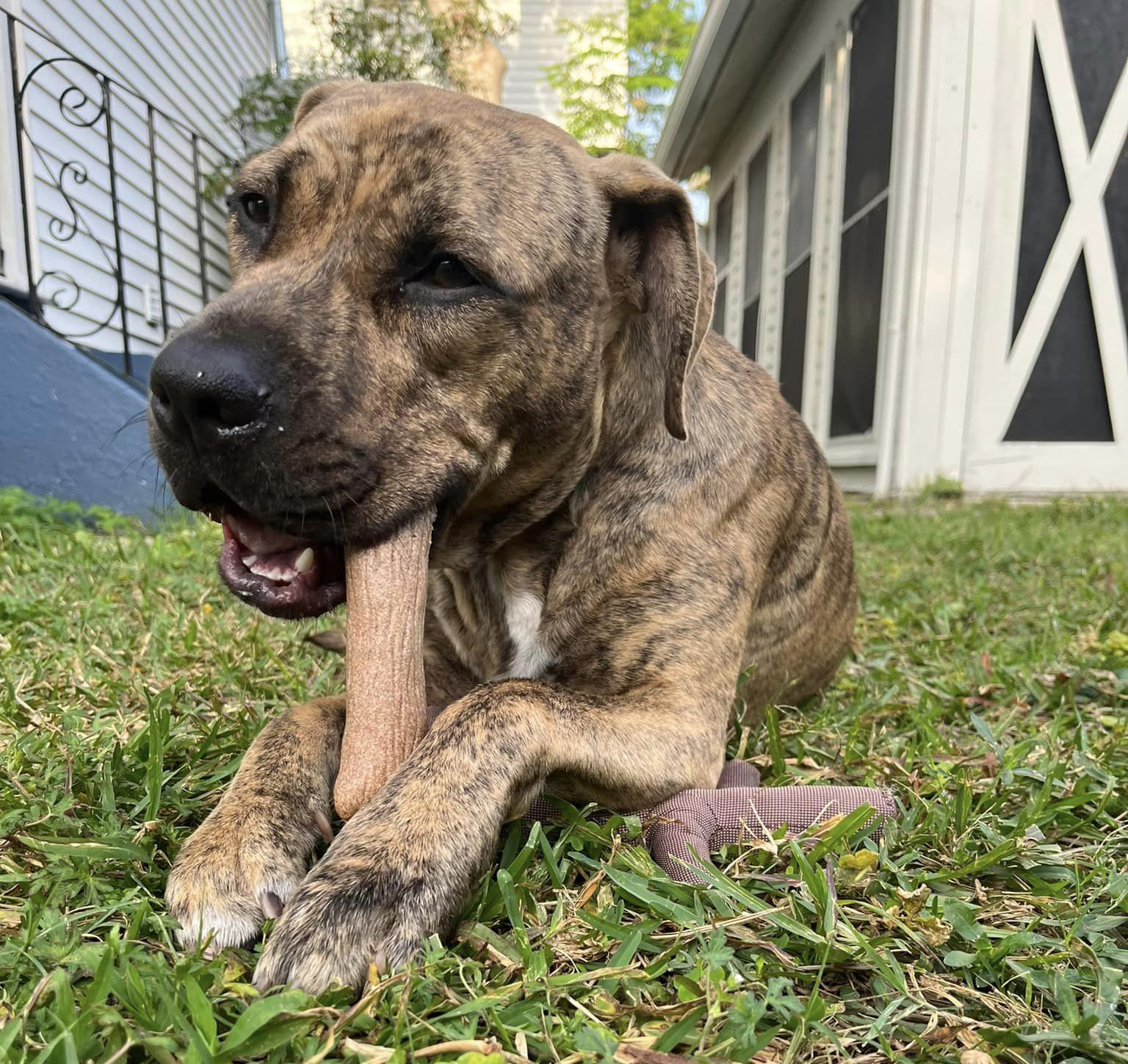 Harper Plott Hound Dog