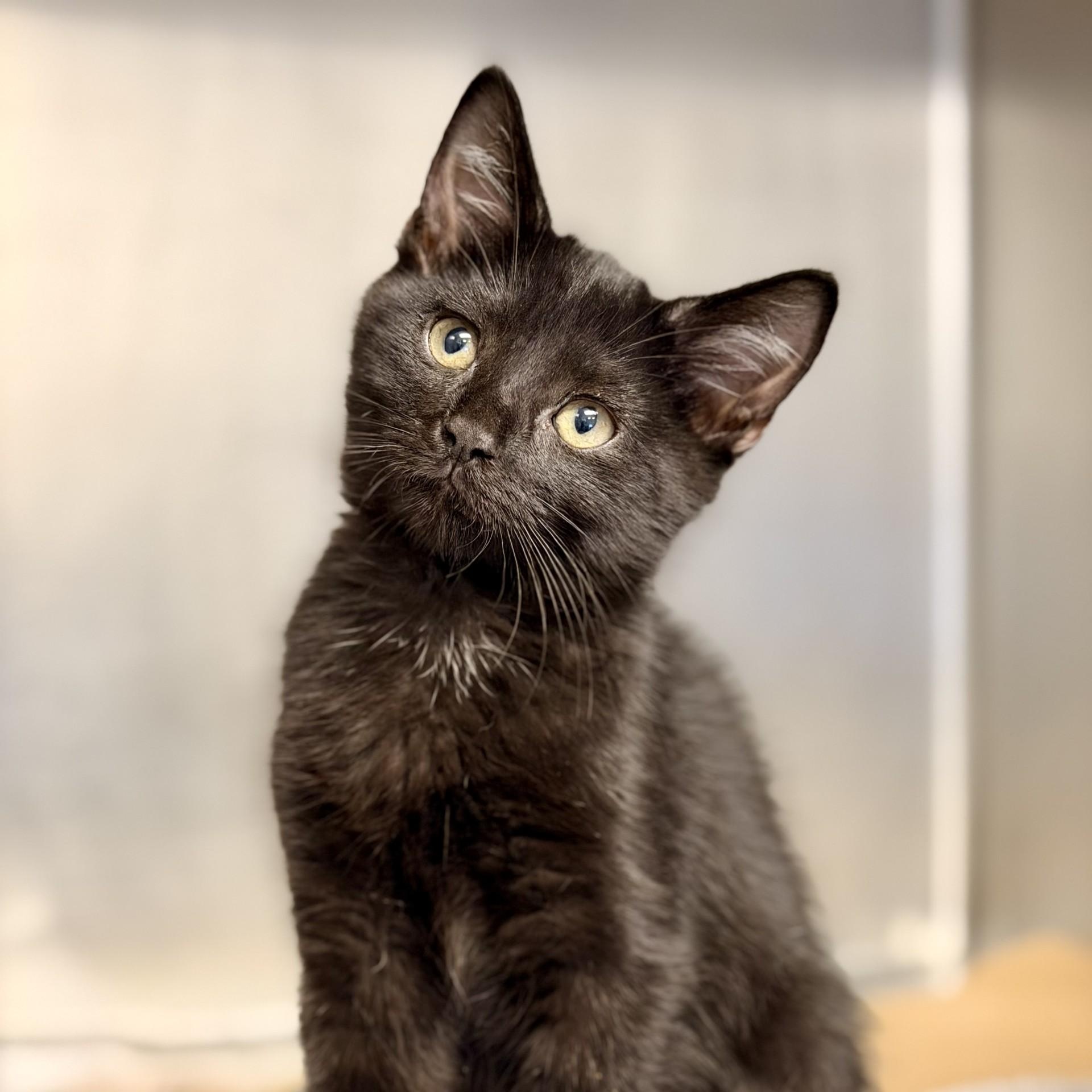 Enlarge Phoebe, a Adopted Domestic Short Hair in Manahawkin, NJ image 2/2