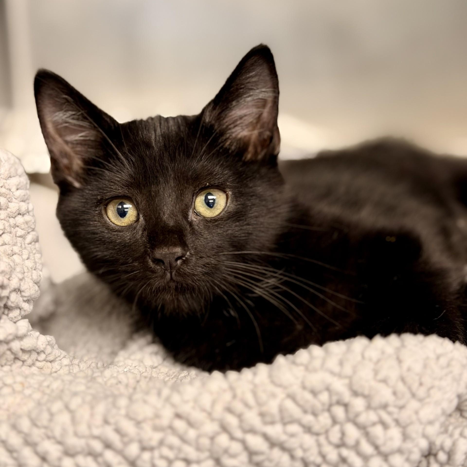 Phoebe, Adopted, Kitten Female Domestic Short Hair.