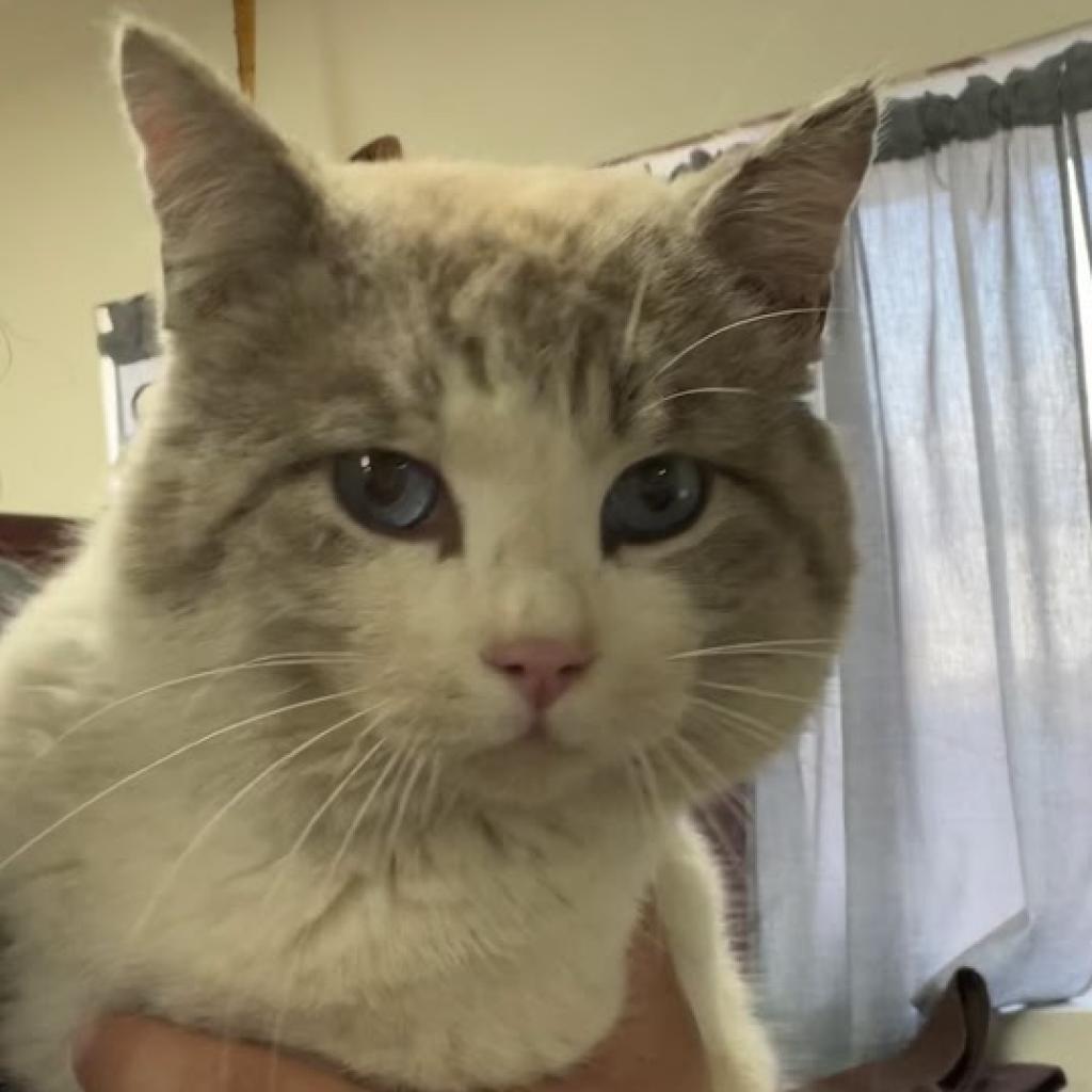 Enlarge Nikolai, a Adoptable mixed breed in Hemet, CA image 1/4