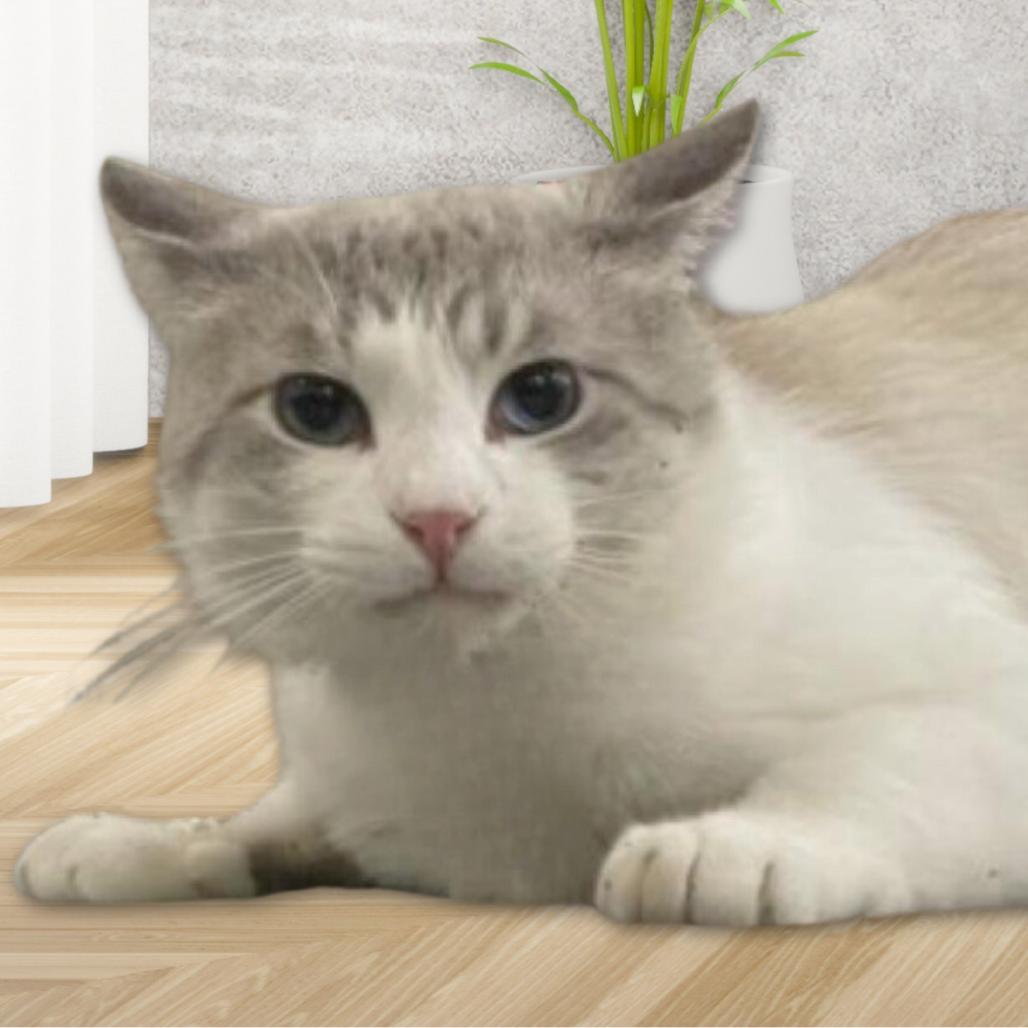 Enlarge Nikolai, a Adoptable mixed breed in Hemet, CA image 2/4