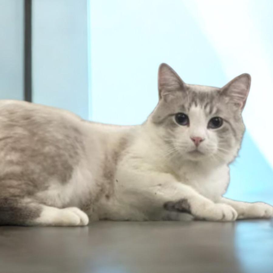 Enlarge Nikolai, a Adoptable mixed breed in Hemet, CA image 3/4