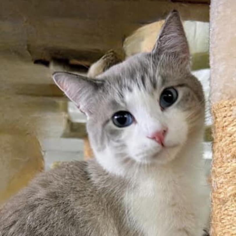 Enlarge Nikolai, a Adoptable mixed breed in Hemet, CA image 4/4