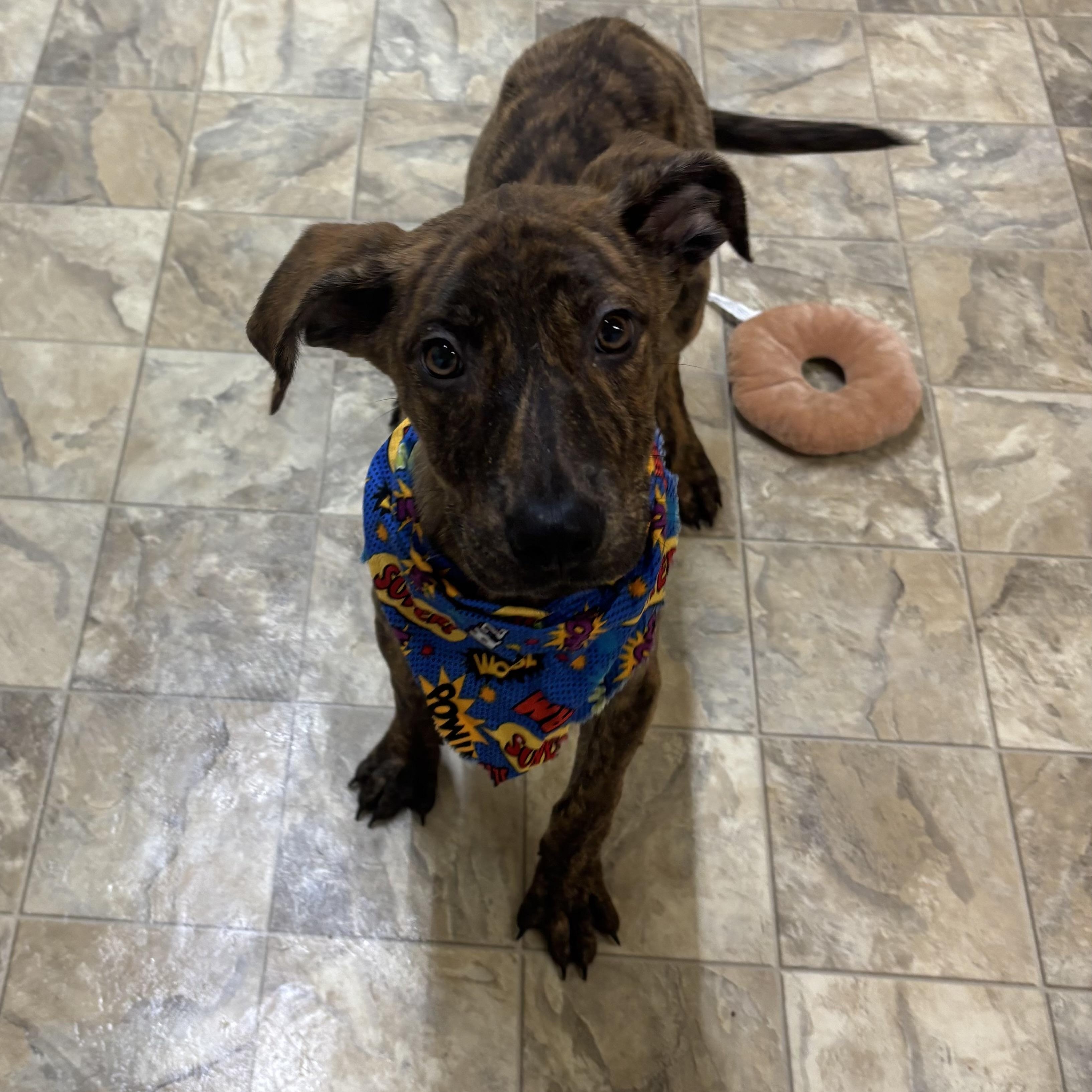 Enlarge Zander, a Adoptable mixed breed in Pilot Point, TX image 2/3