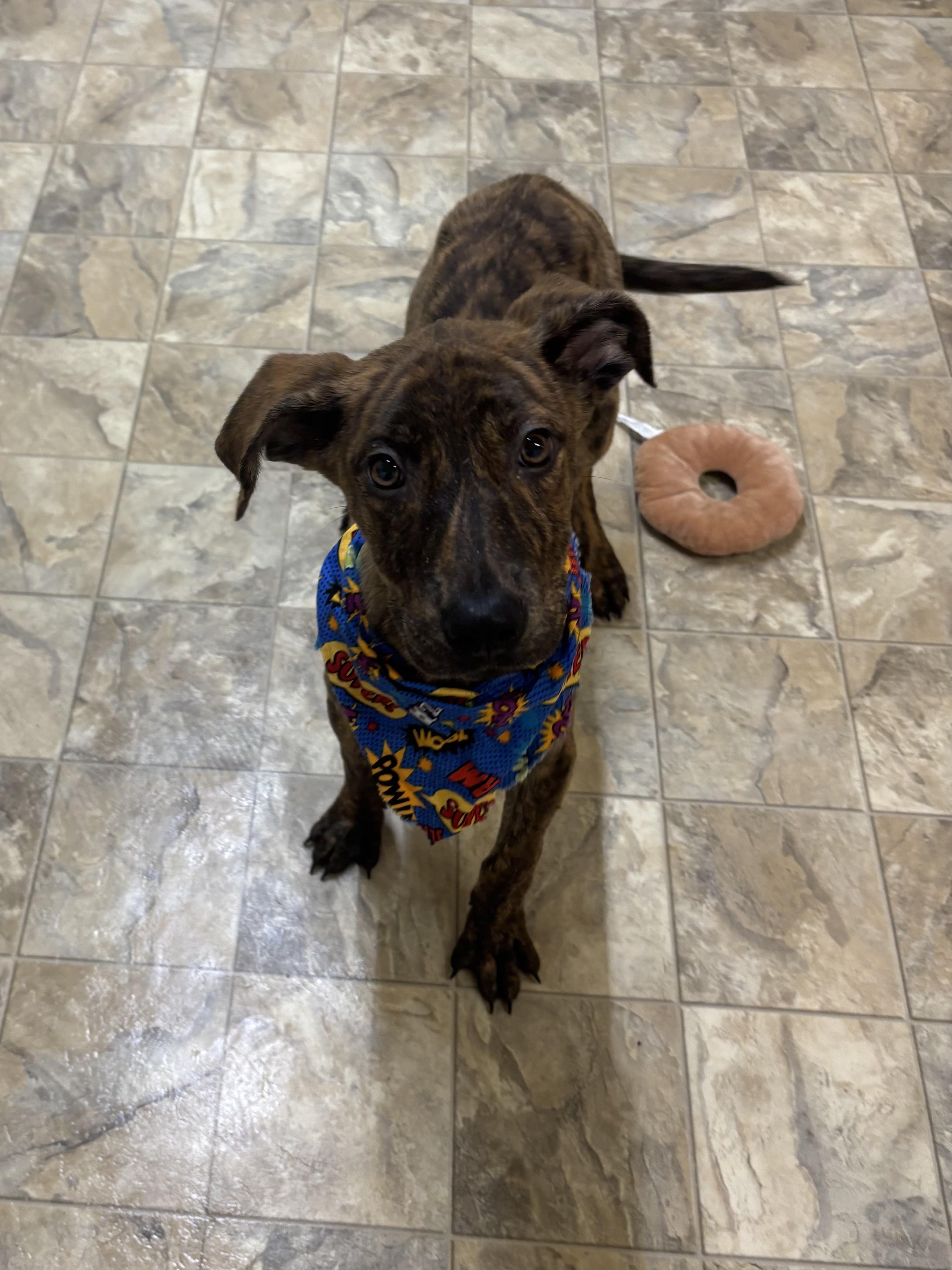 Enlarge Zander, a Adoptable mixed breed in Pilot Point, TX image 1/3