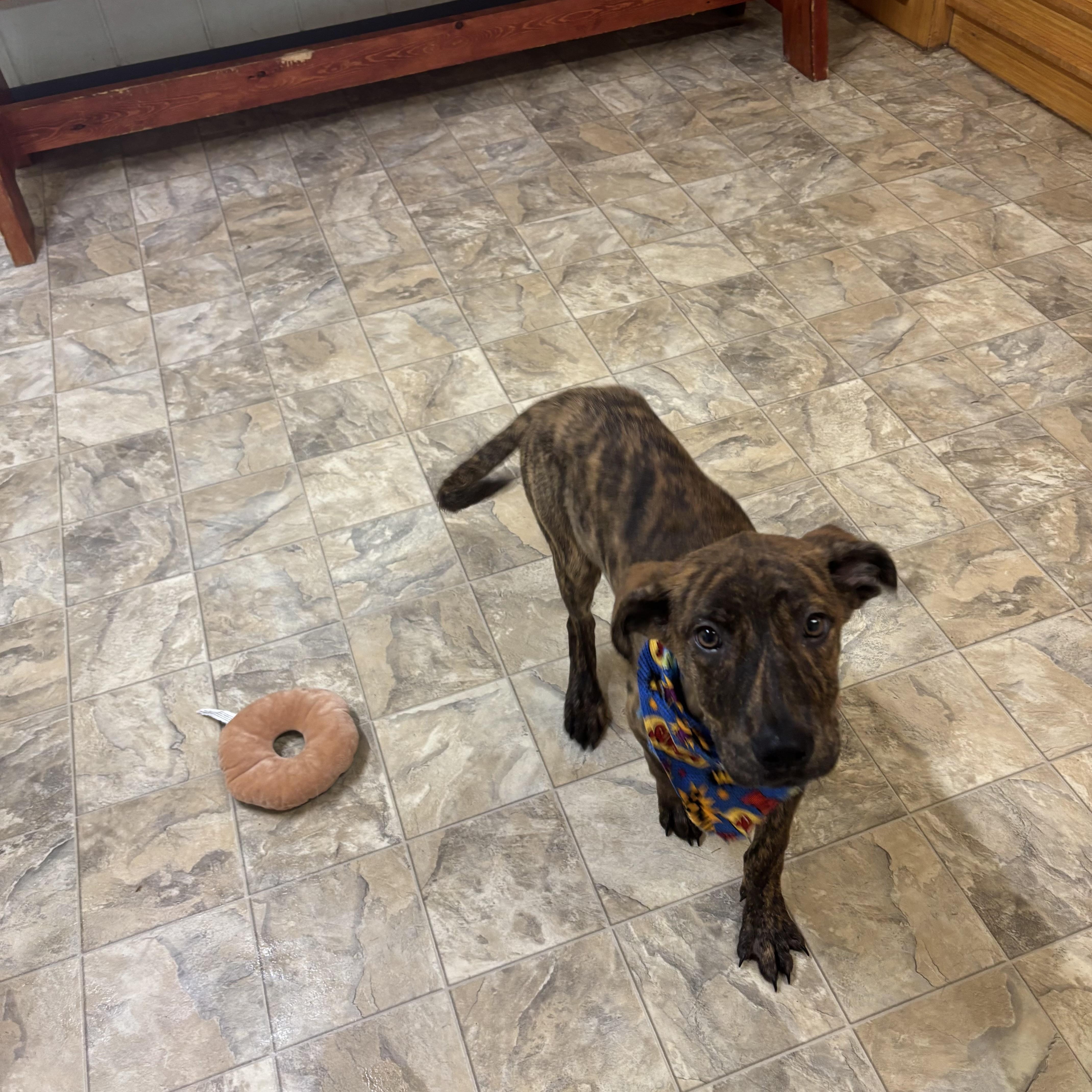 Enlarge Zander, a Adoptable mixed breed in Pilot Point, TX image 3/3