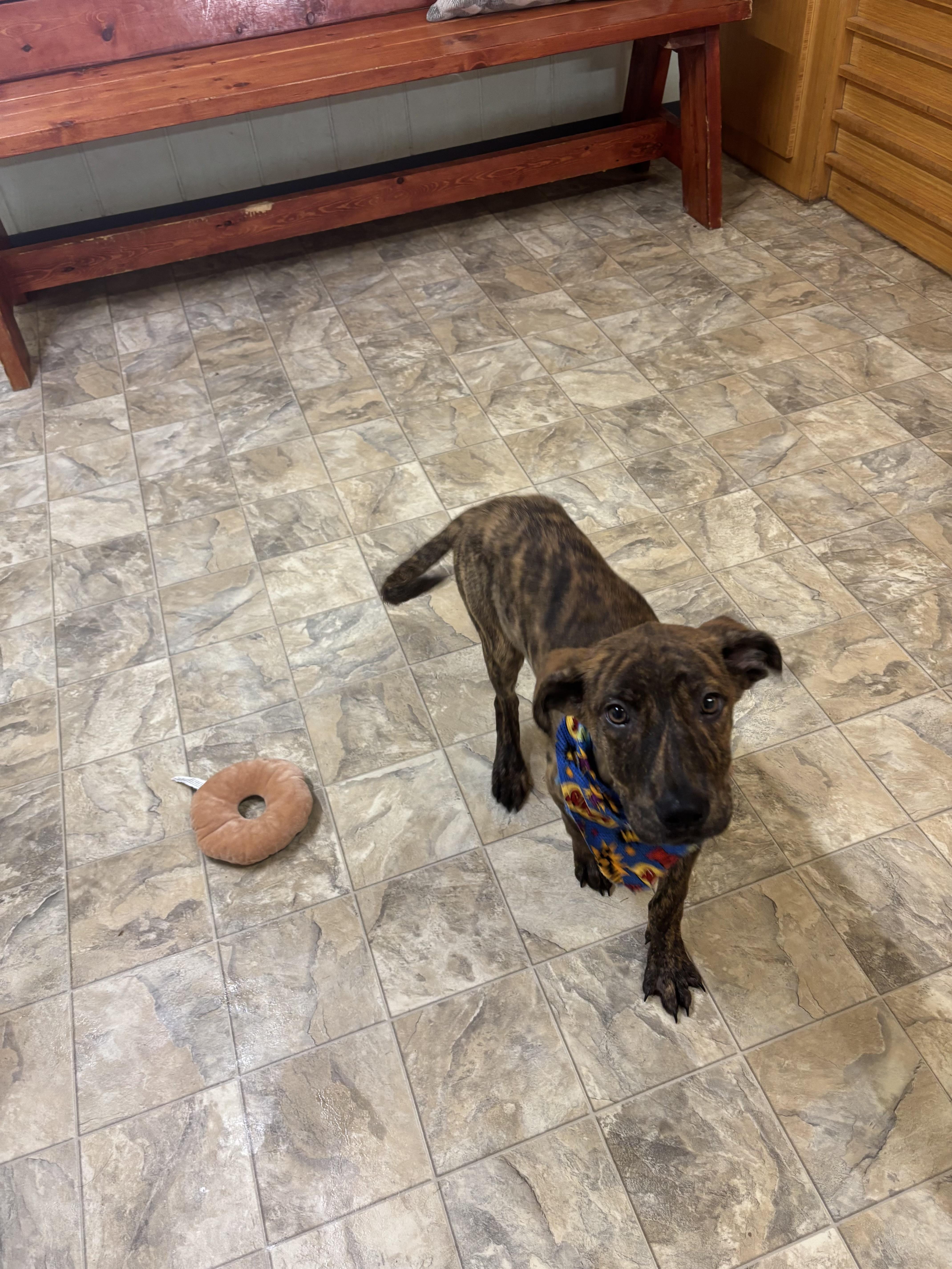 Enlarge Zander, a Adoptable mixed breed in Pilot Point, TX image 2/3