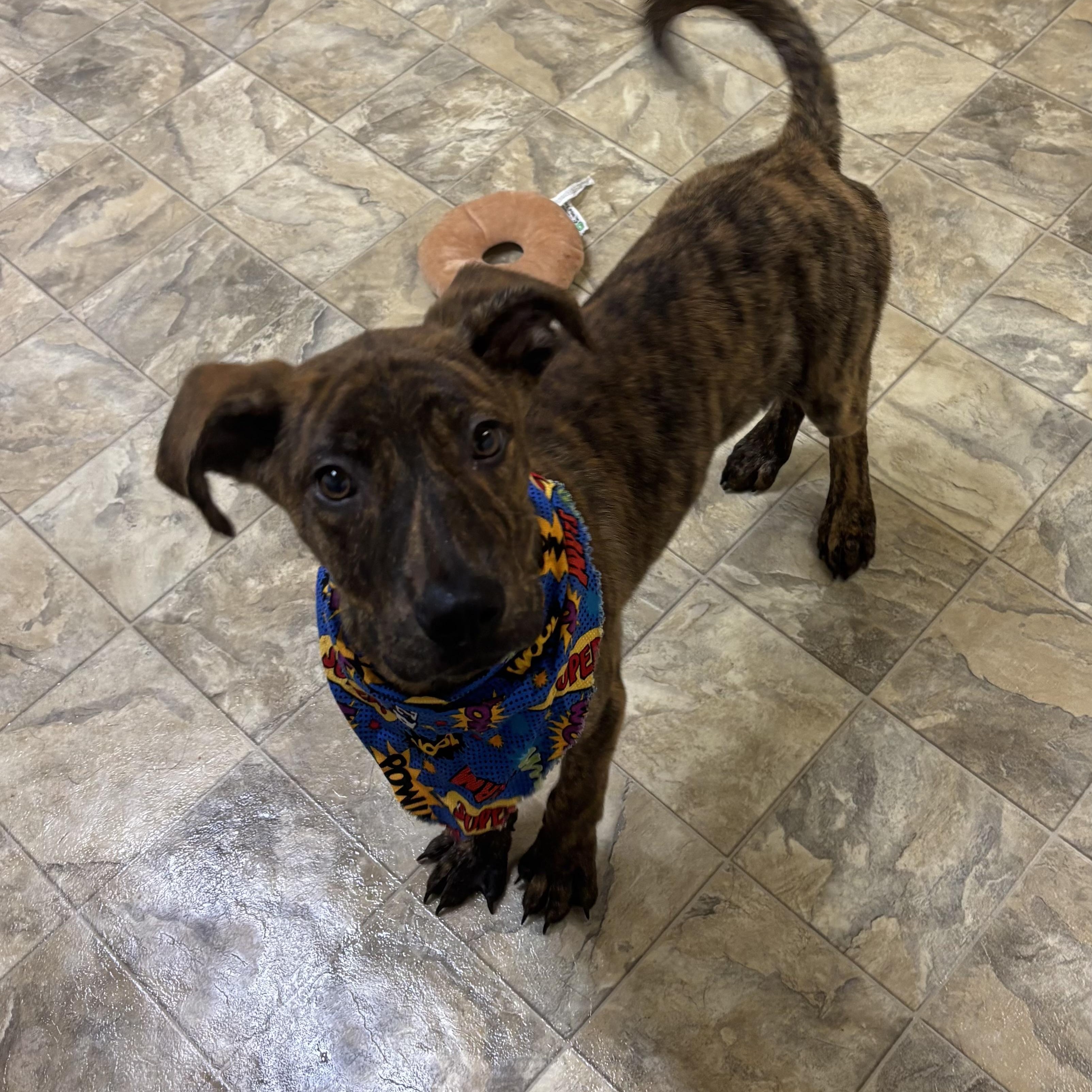 Zander, Adoptable, Young Male Terrier.