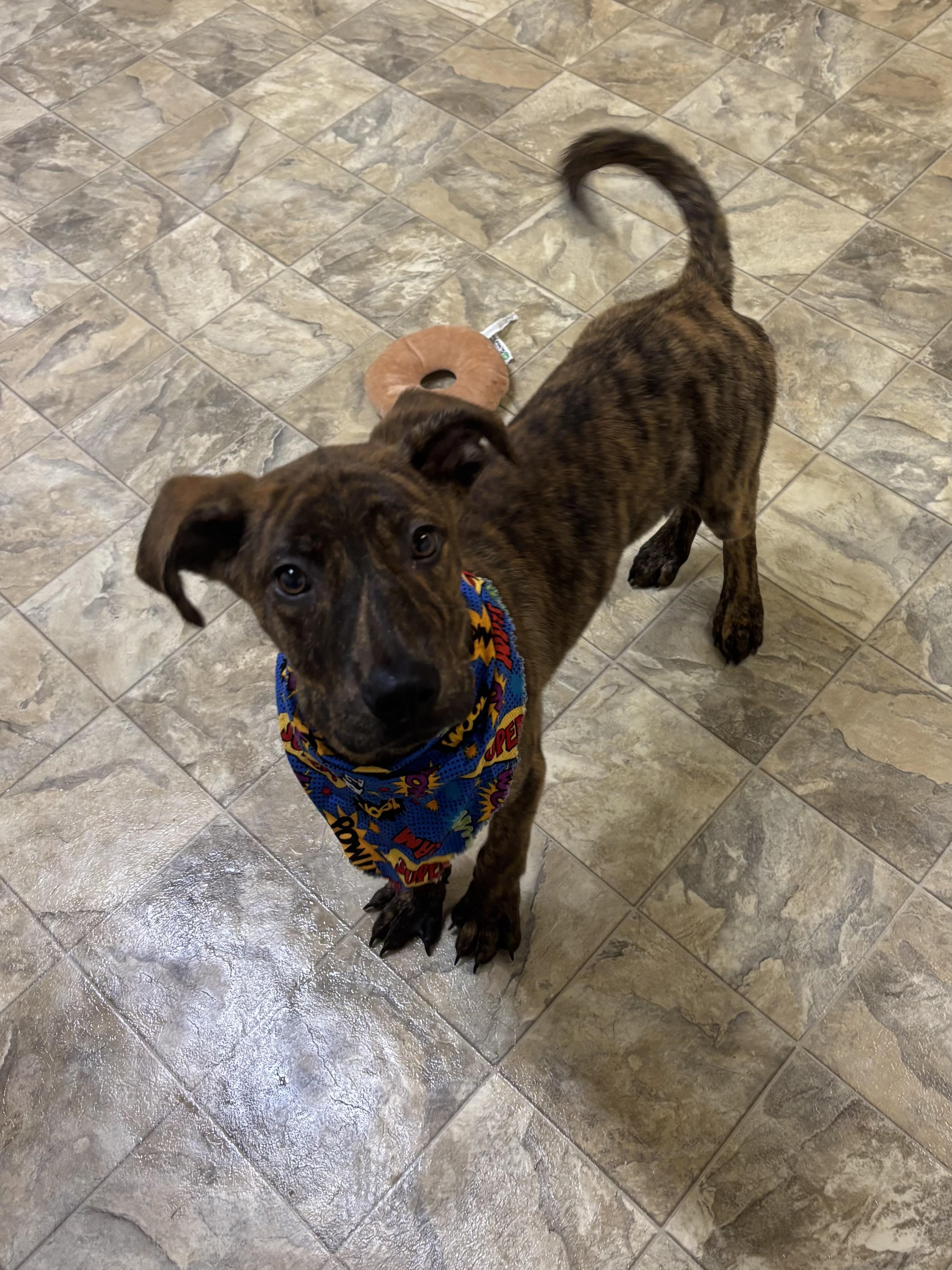 Enlarge Zander, a Adoptable mixed breed in Pilot Point, TX image 3/3