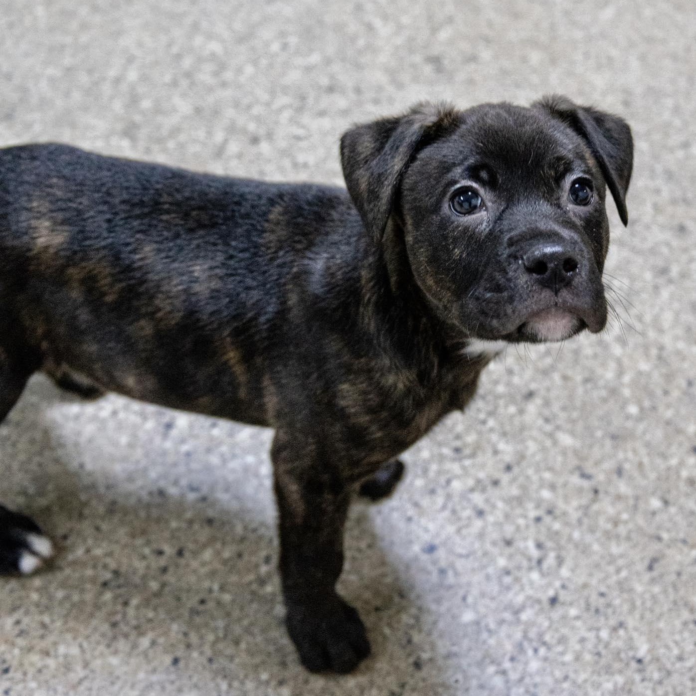 Enlarge Matthew Tkachuk, a ADOPTABLE Terrier in Valparaiso, IN image 2/2