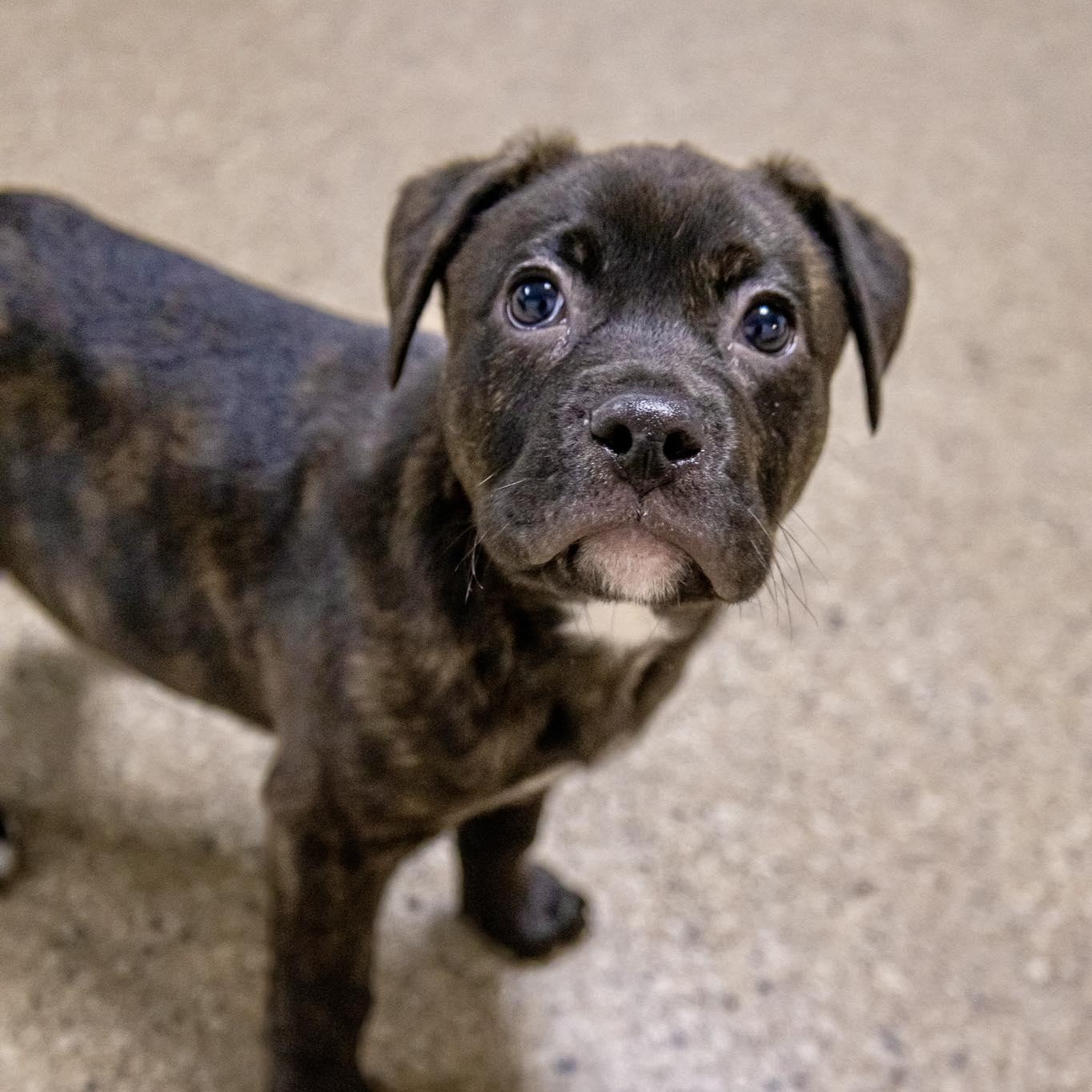 Enlarge Matthew Tkachuk, a ADOPTABLE Terrier in Valparaiso, IN image 1/2