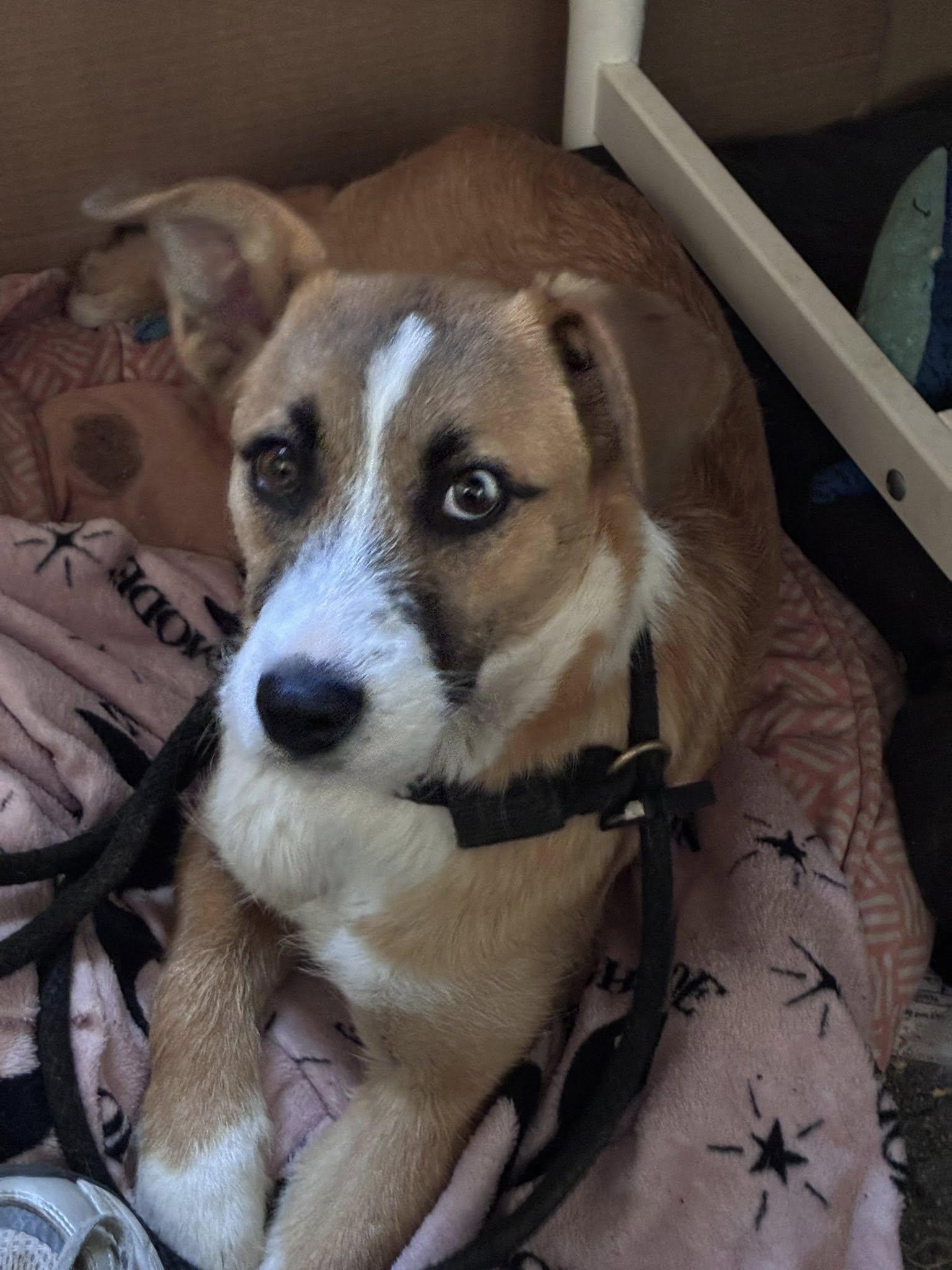 Enlarge Posie, a Adopted mixed breed in Midway, UT image 1/3
