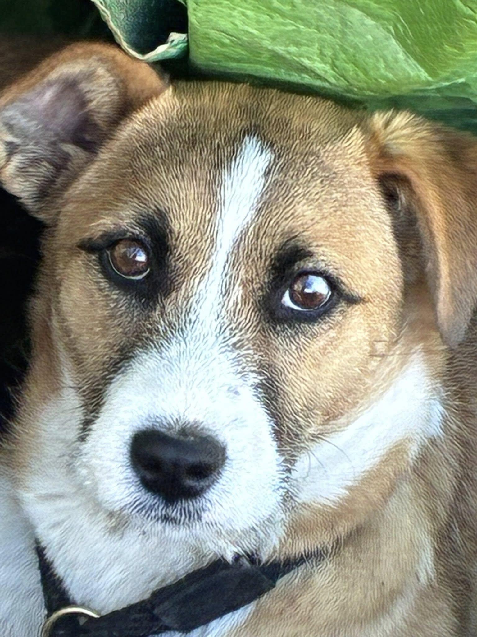 Enlarge Posie, a Adopted mixed breed in Midway, UT image 2/3