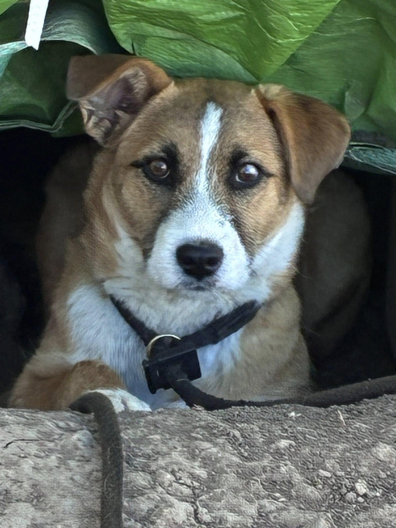 Enlarge Posie, a Adopted mixed breed in Midway, UT image 3/3