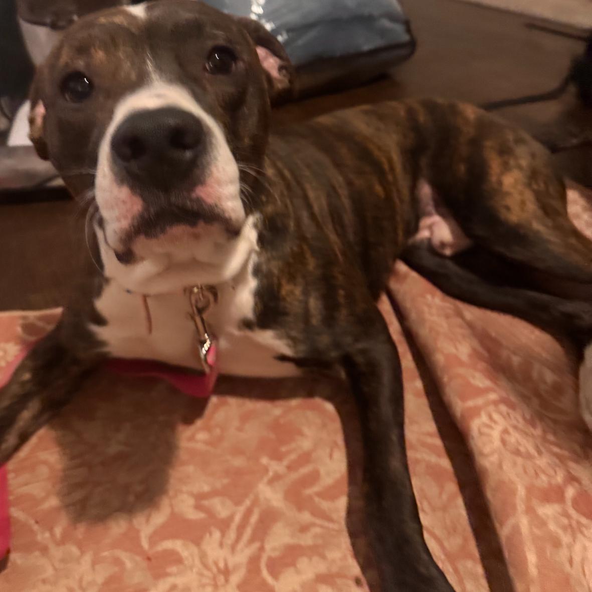 Enlarge Jam, a Adoptable mixed breed in Troy, MI image 1/5