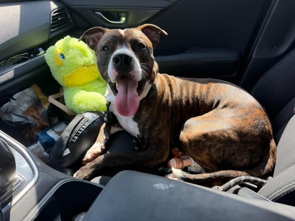 Enlarge Jam, a Adopted mixed breed in Troy, MI image 2/6