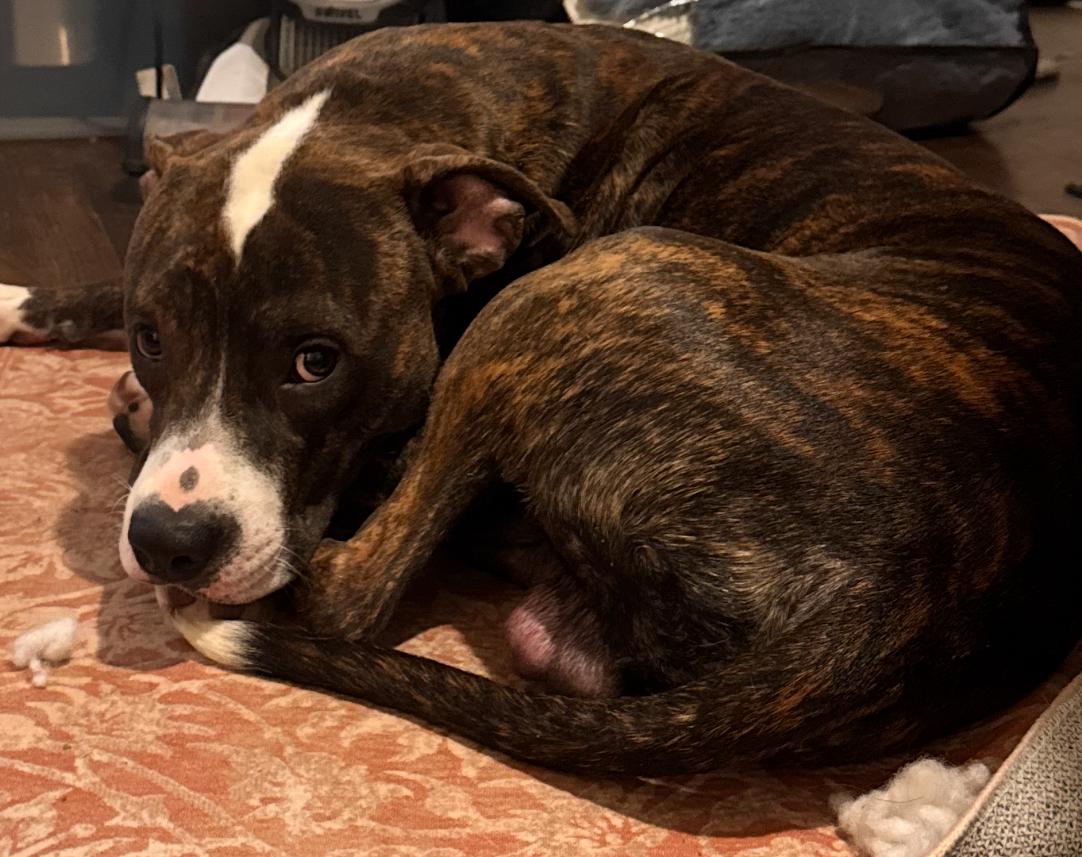 Enlarge Jam, a Adoptable mixed breed in Troy, MI image 2/5