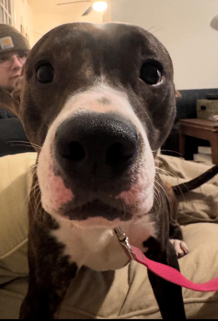 Enlarge Jam, a Adoptable mixed breed in Troy, MI image 3/5