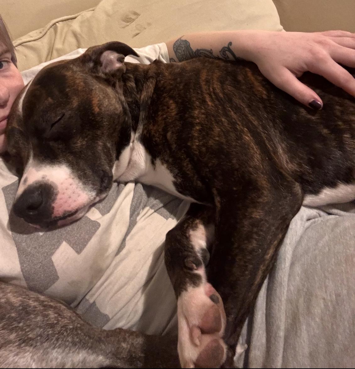 Enlarge Jam, a Adoptable mixed breed in Troy, MI image 5/5