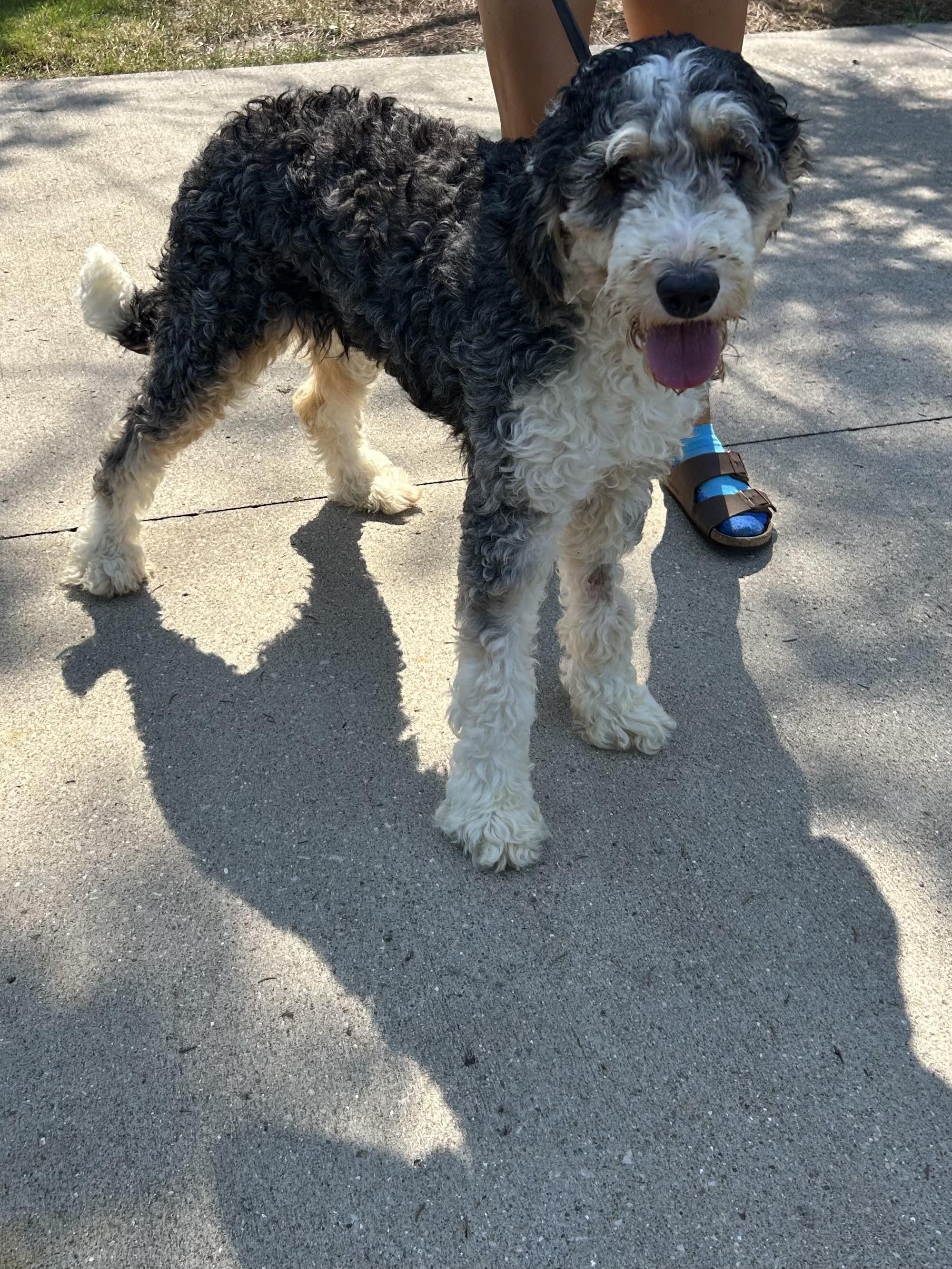 Enlarge PEYTON, an adopted Bernedoodle in Elyria, OH image 2/3