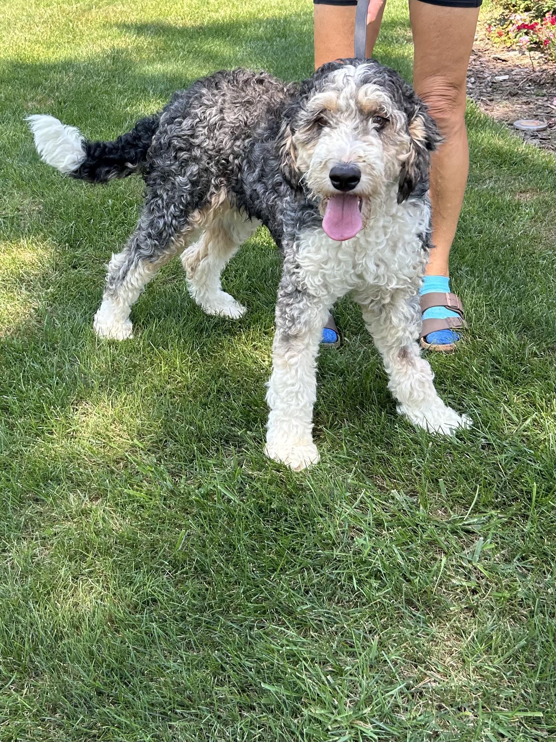 Enlarge PEYTON, an adopted Bernedoodle in Elyria, OH image 1/3