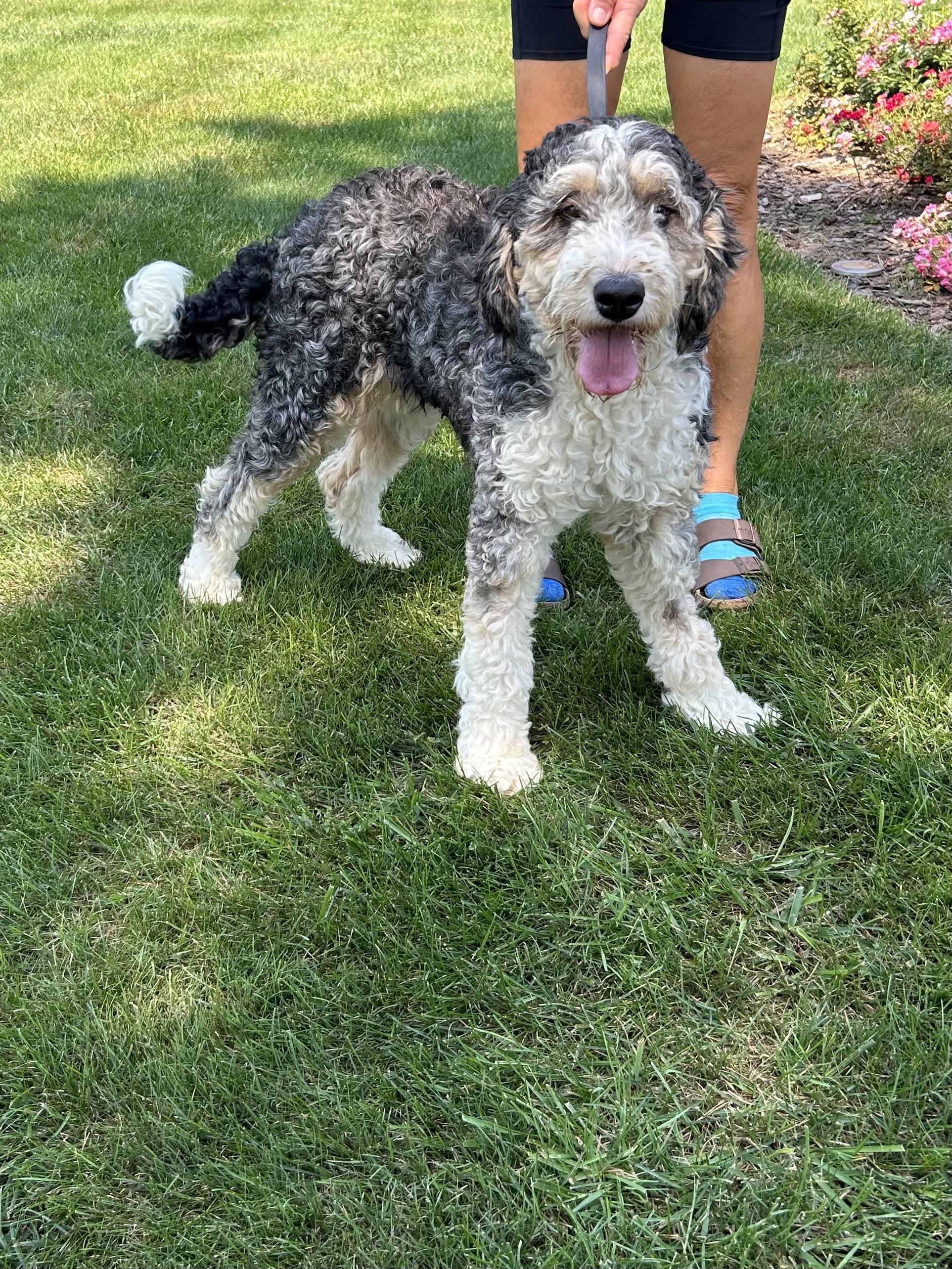 Enlarge PEYTON, an adopted Bernedoodle in Elyria, OH image 3/3