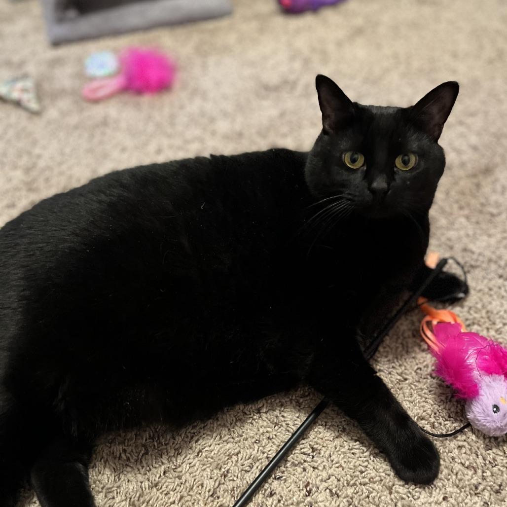 Scout-Foster, Adoptable, Adult Female Domestic Medium Hair.