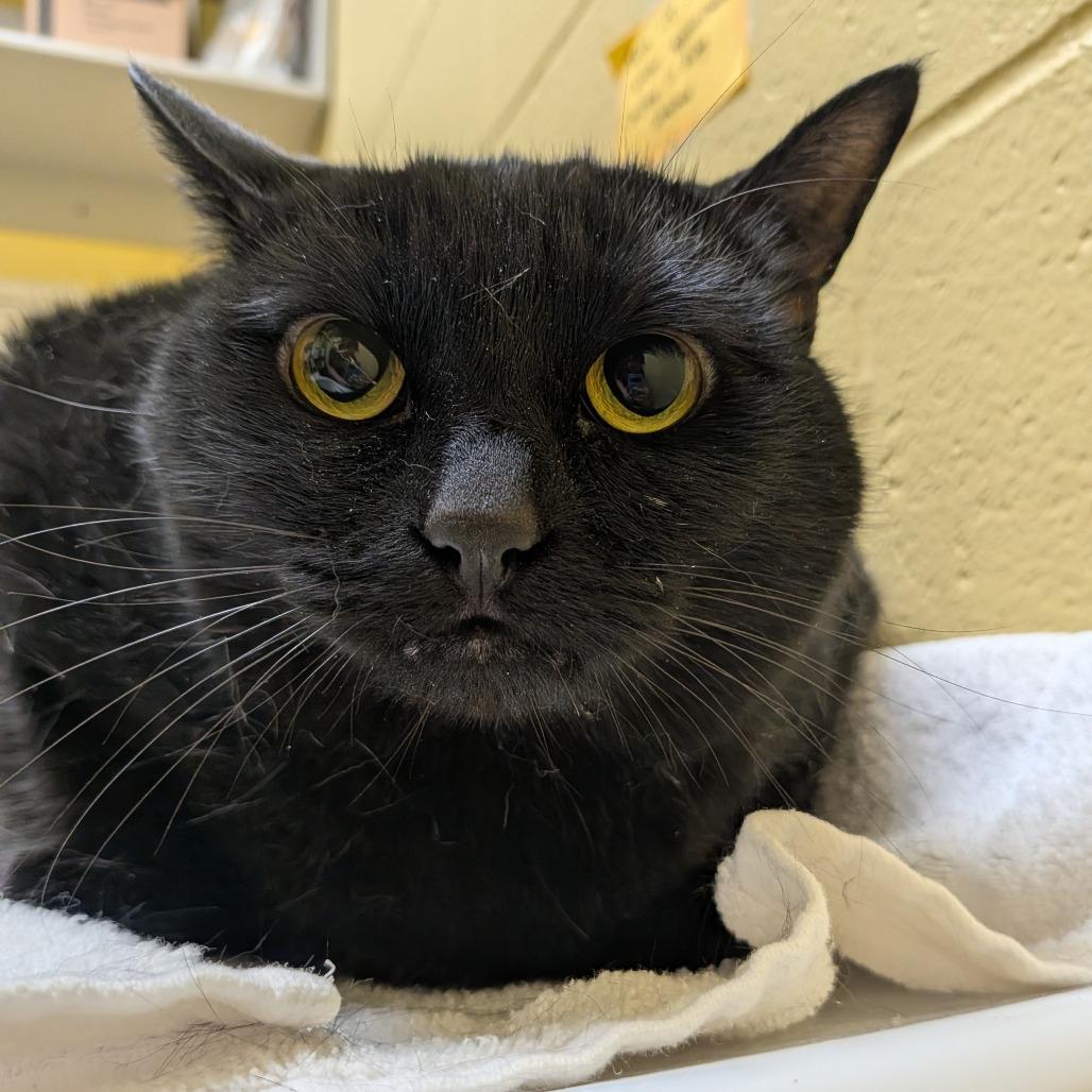 Enlarge Scout-Foster, a Adoptable Domestic Medium Hair in Grand Rapids, MI image 2/5