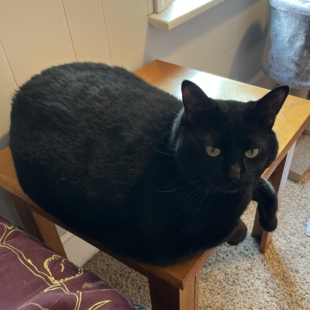 Enlarge Scout-Foster, a Adoptable Domestic Medium Hair in Grand Rapids, MI image 3/5