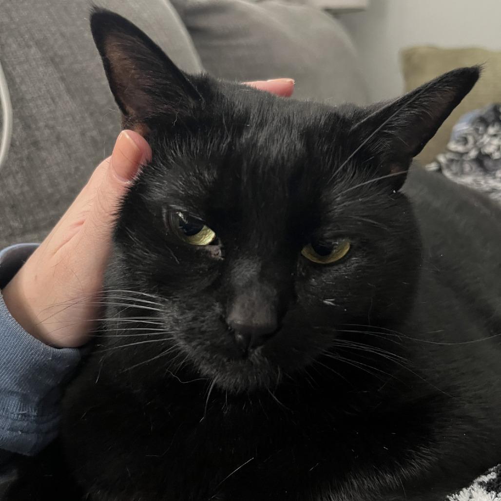 Enlarge Scout-Foster, a Adoptable Domestic Medium Hair in Grand Rapids, MI image 4/6