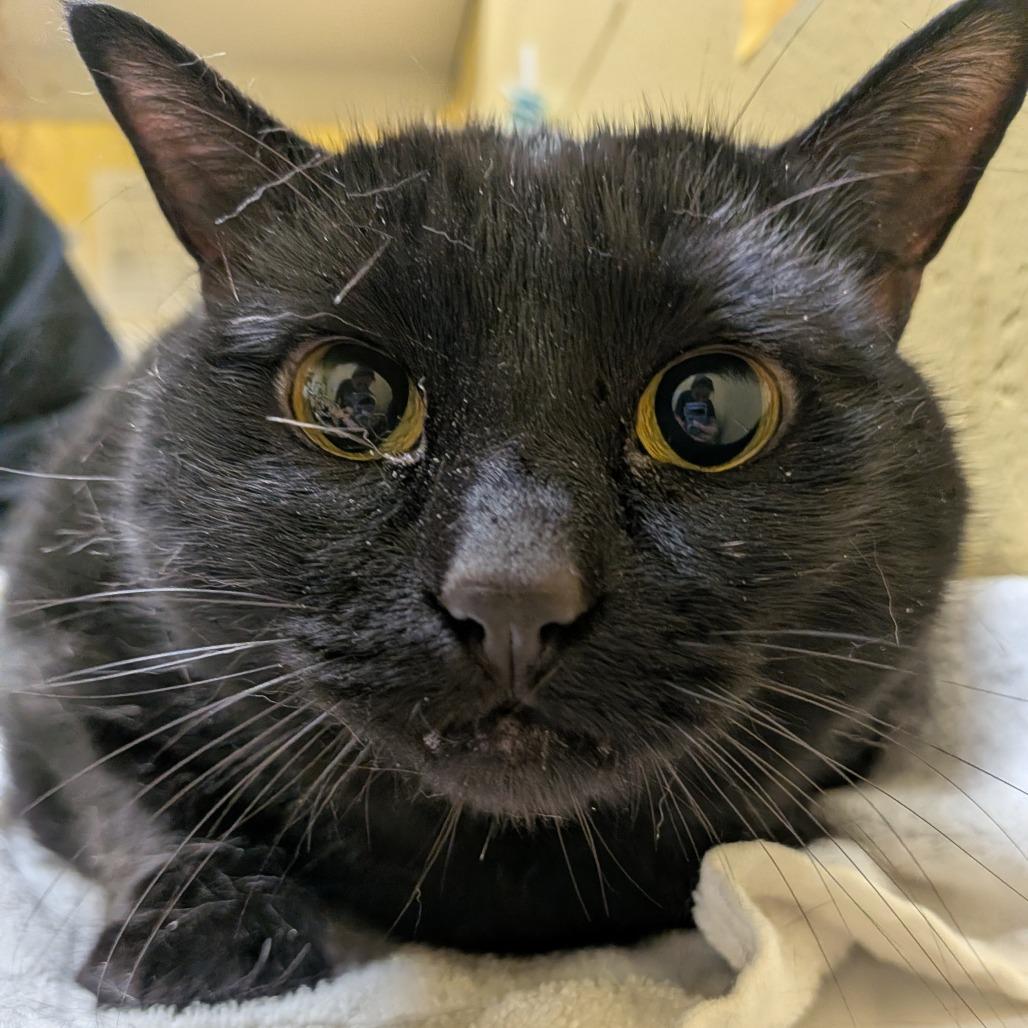 Enlarge Scout-Foster, a Adoptable Domestic Medium Hair in Grand Rapids, MI image 5/5