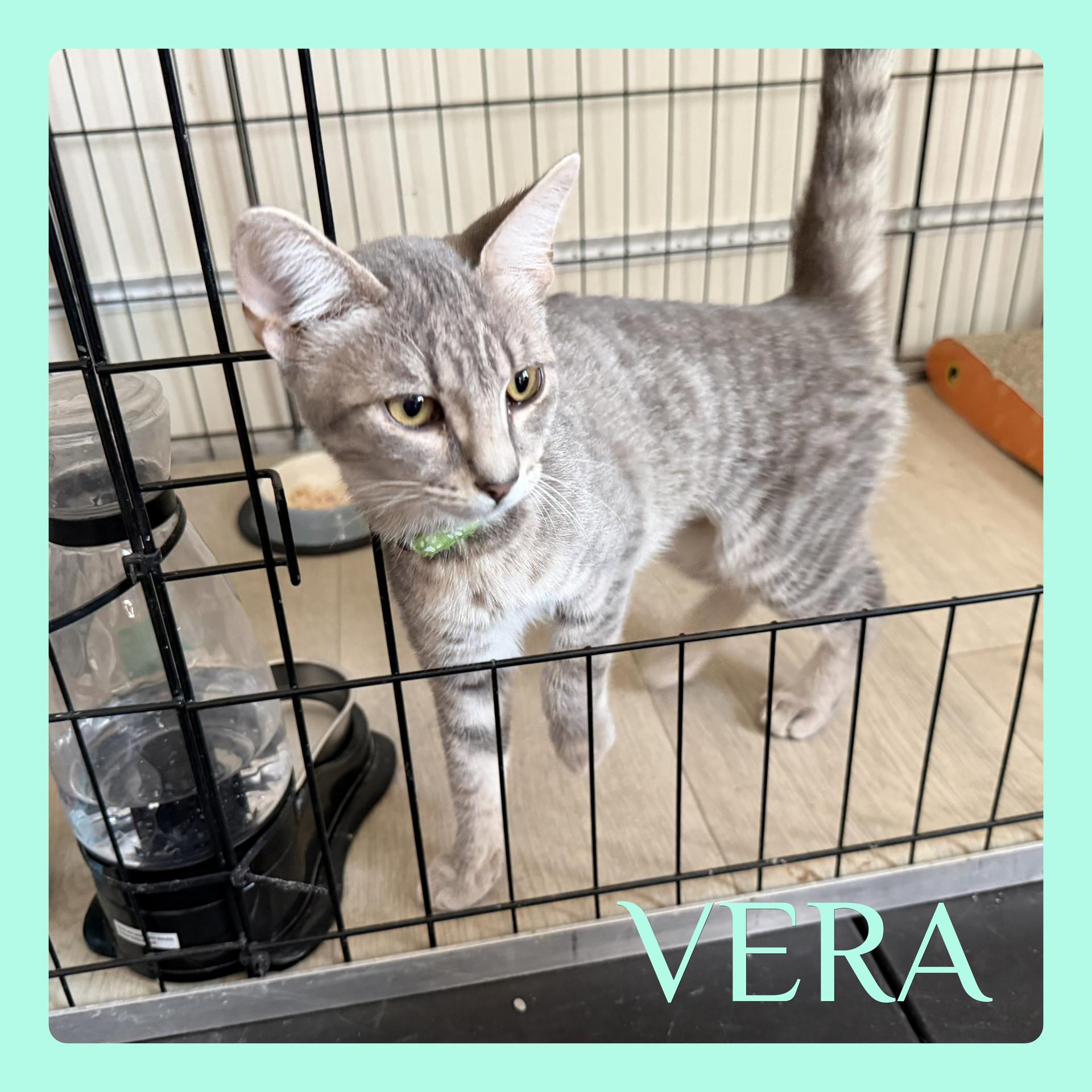 VERA, Adopted, Kitten Female Tabby.