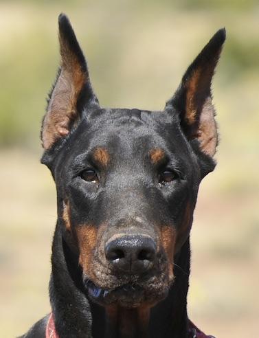 Ava, ADOPTABLE, Adult Female Doberman Pinscher.