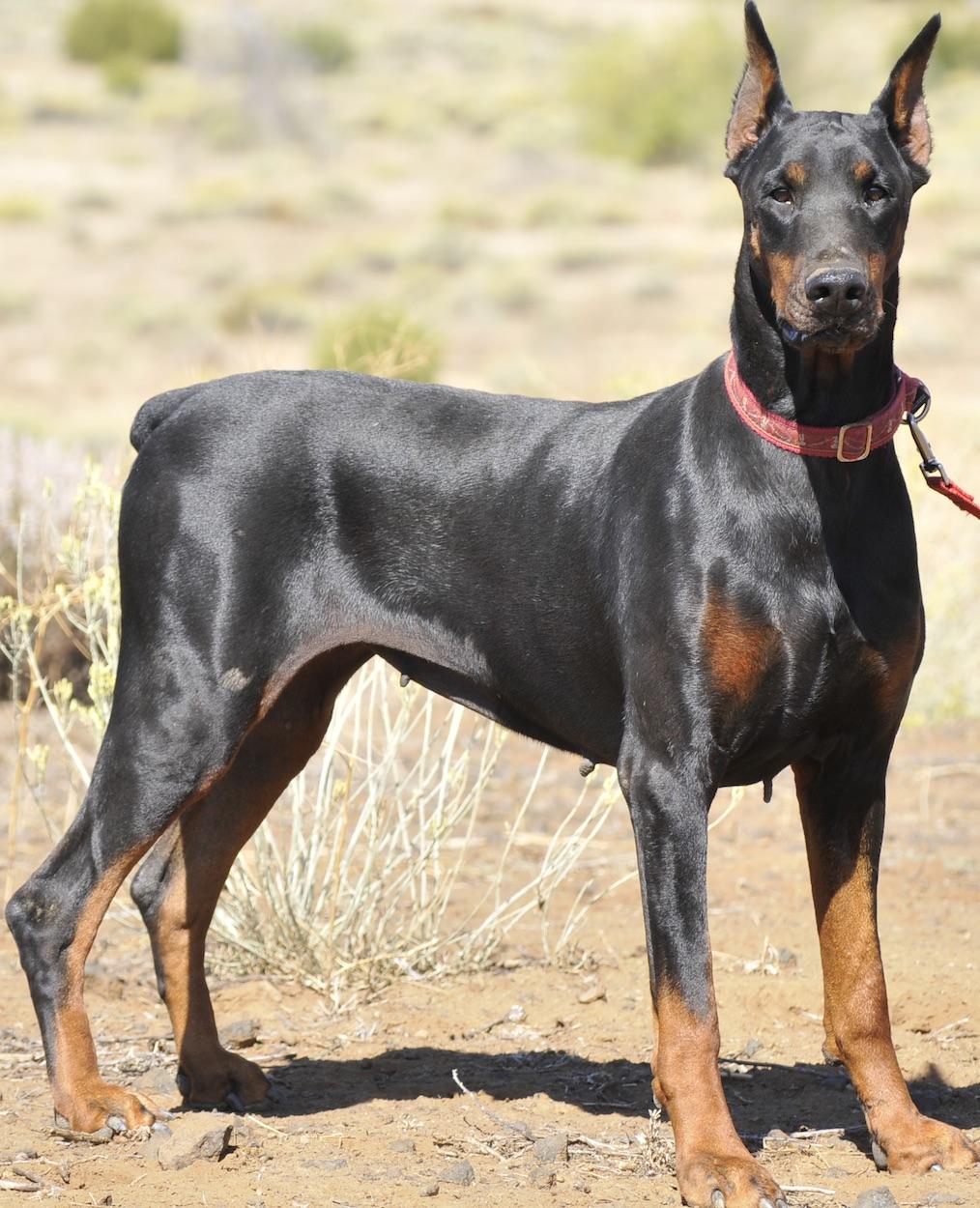 Ava, a ADOPTABLE Doberman Pinscher in Tehachapi, CA image 2/2