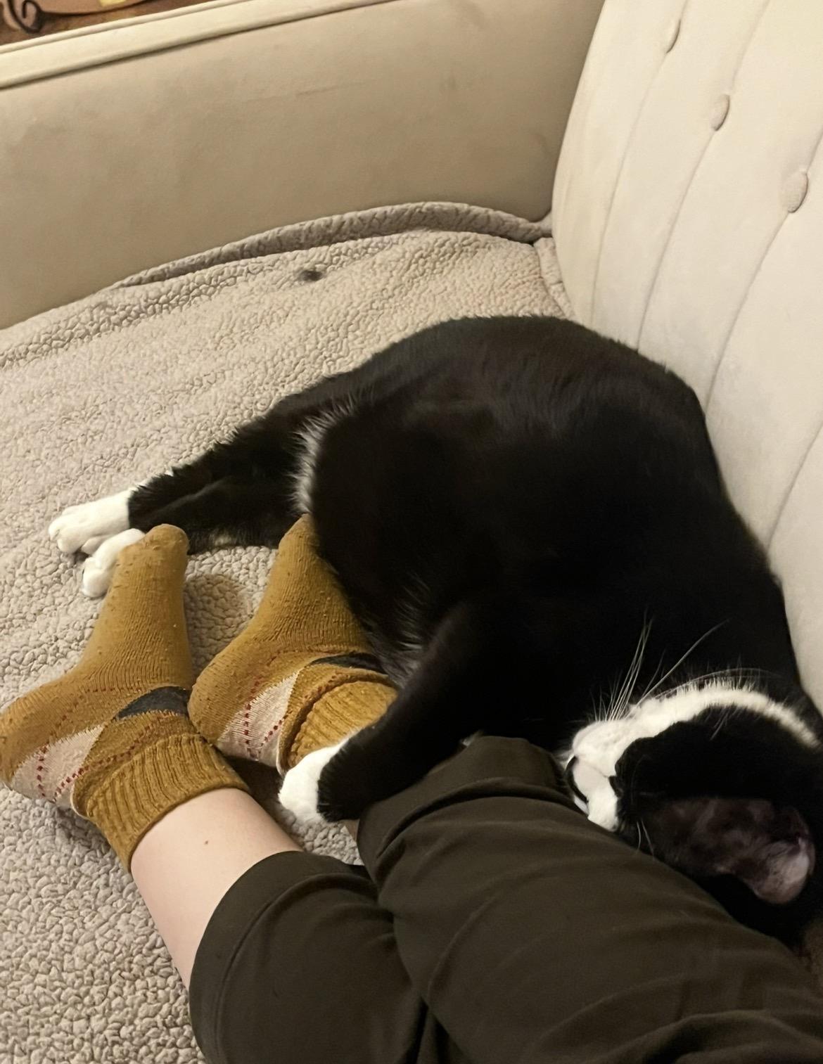 Enlarge Squid and Chip, a ADOPTABLE Domestic Short Hair in Seattle, WA image 4/6