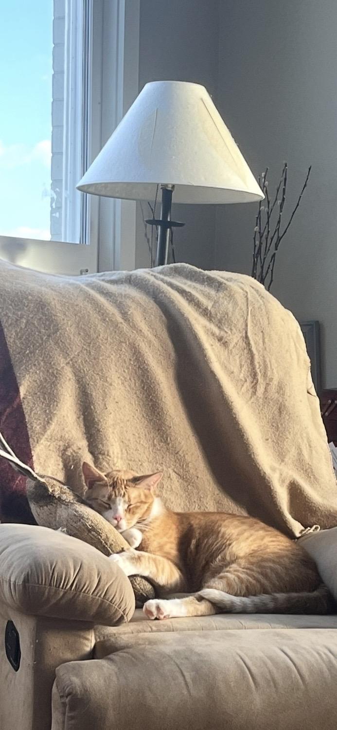 Enlarge Squid and Chip, a ADOPTABLE Domestic Short Hair in Seattle, WA image 5/6