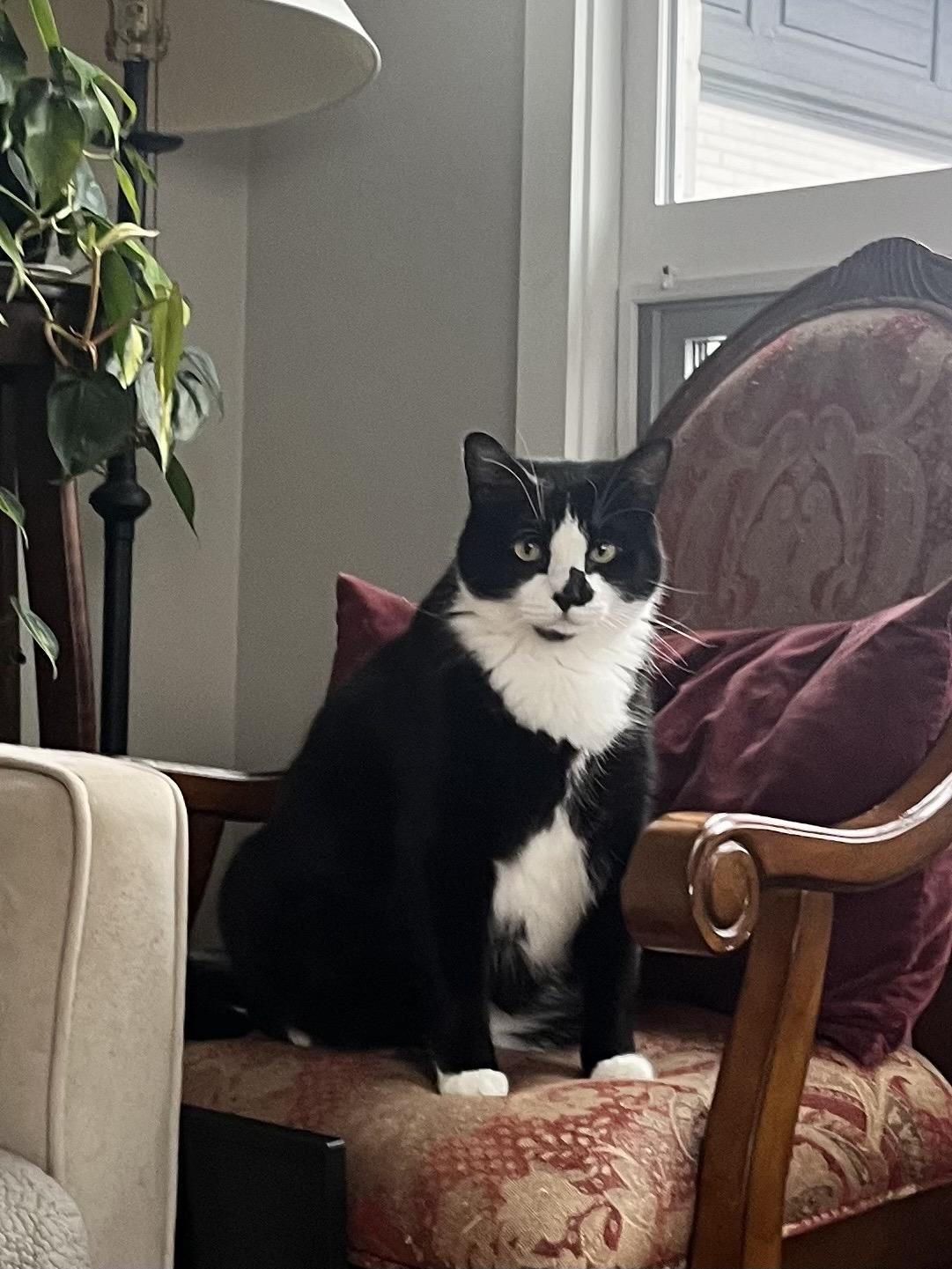 Enlarge Squid and Chip, a ADOPTABLE Domestic Short Hair in Seattle, WA image 2/6