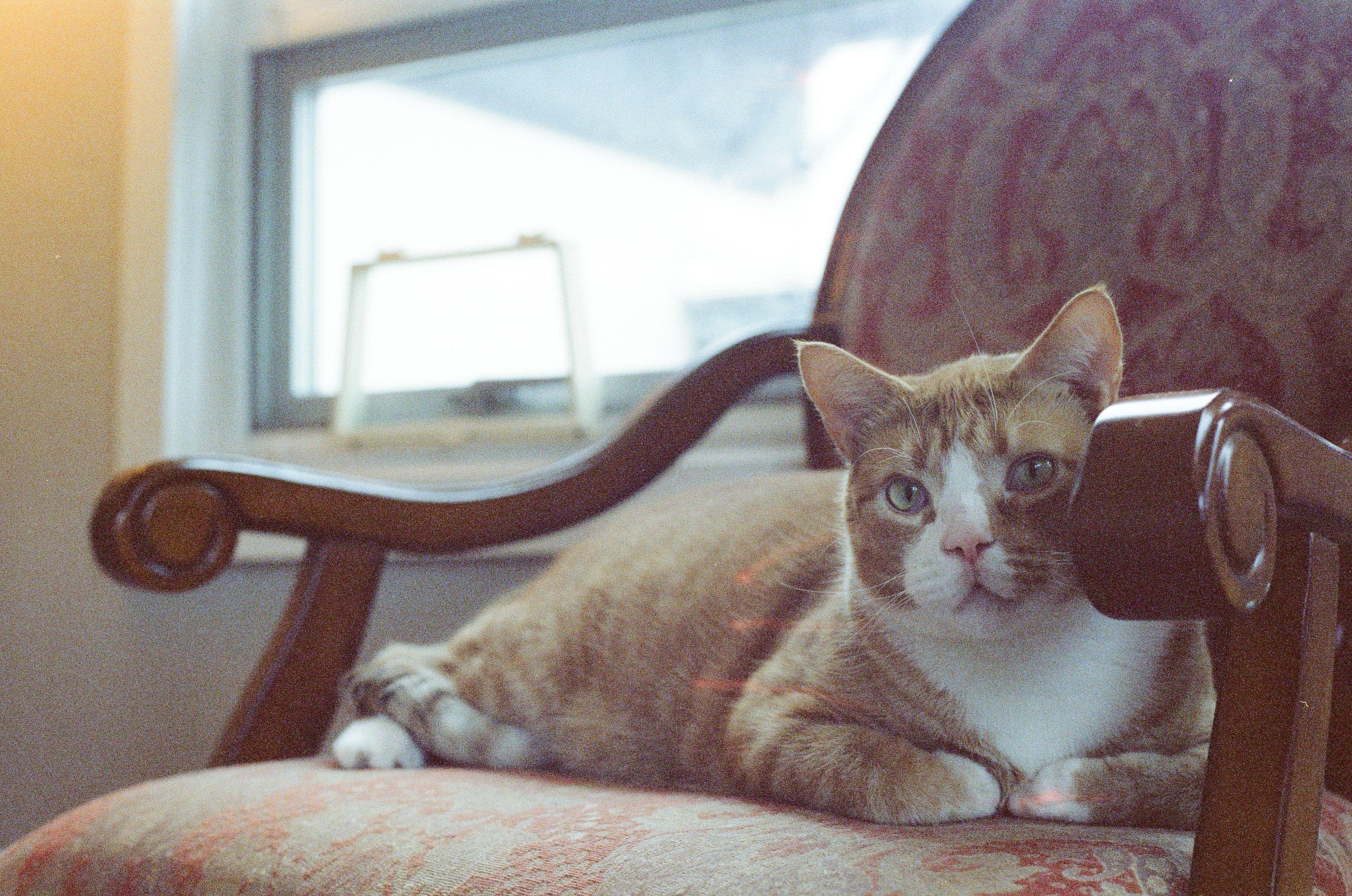 Squid and Chip, a ADOPTABLE Domestic Short Hair in Seattle, WA image 4/6
